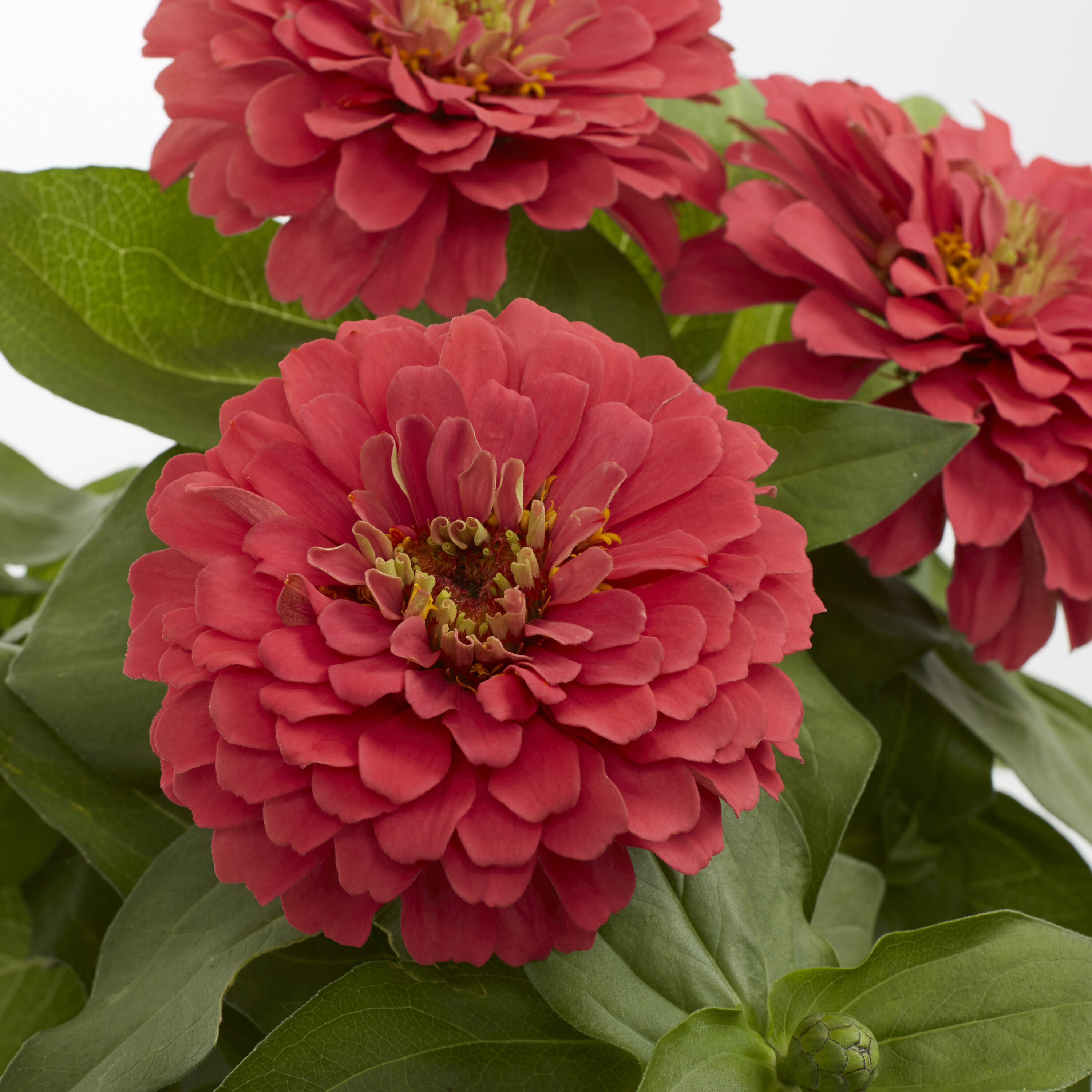 Lowe's NURSERY annuals - View #4