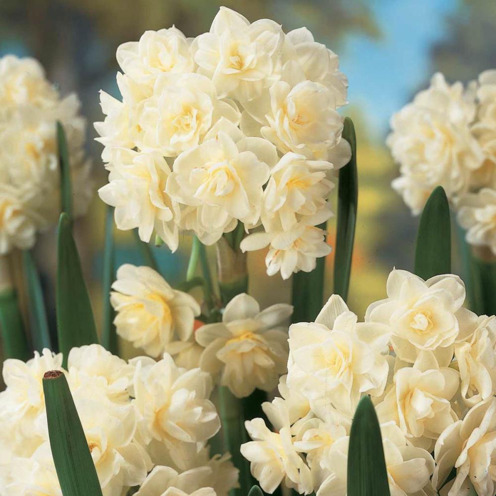 Breck's 69137 Plant-Bulbs - View #2