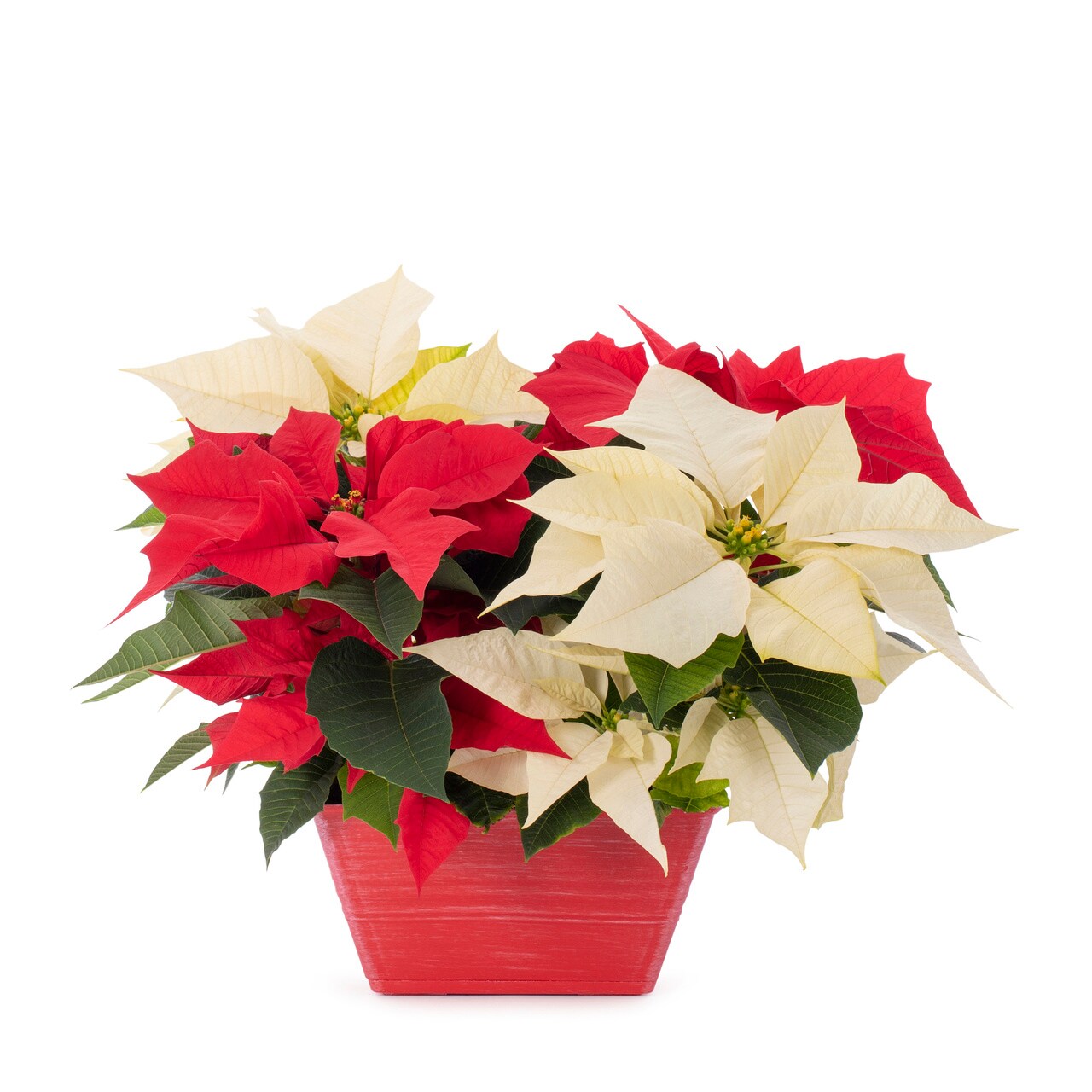  5460139 Fresh-Cut-Christmas-Decorations - View #3