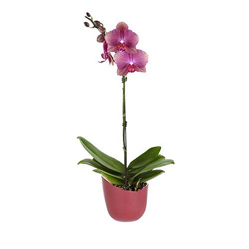  468819 Mixed Orchid House plant in
