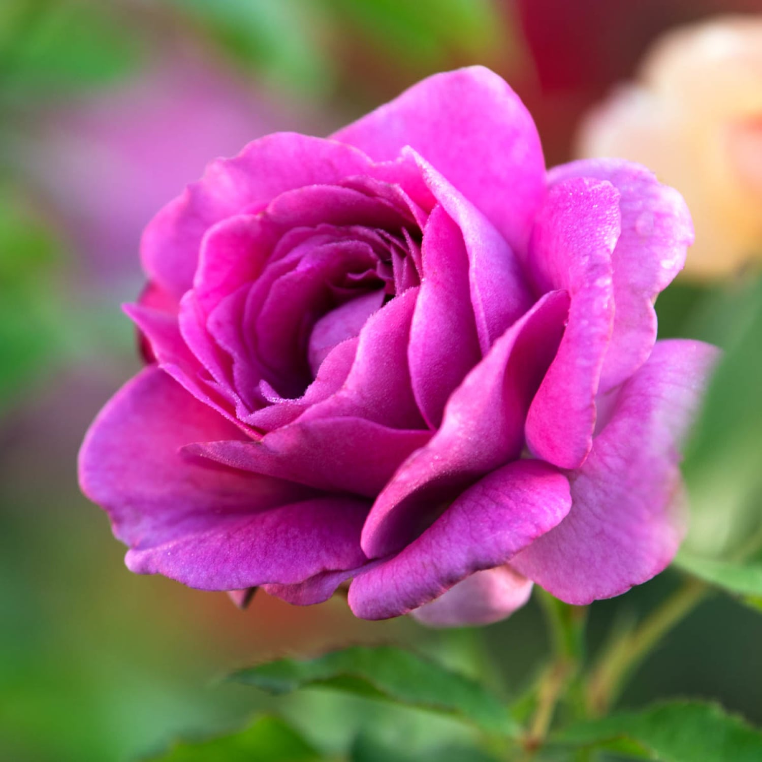 Violet Roses at Lowes.com