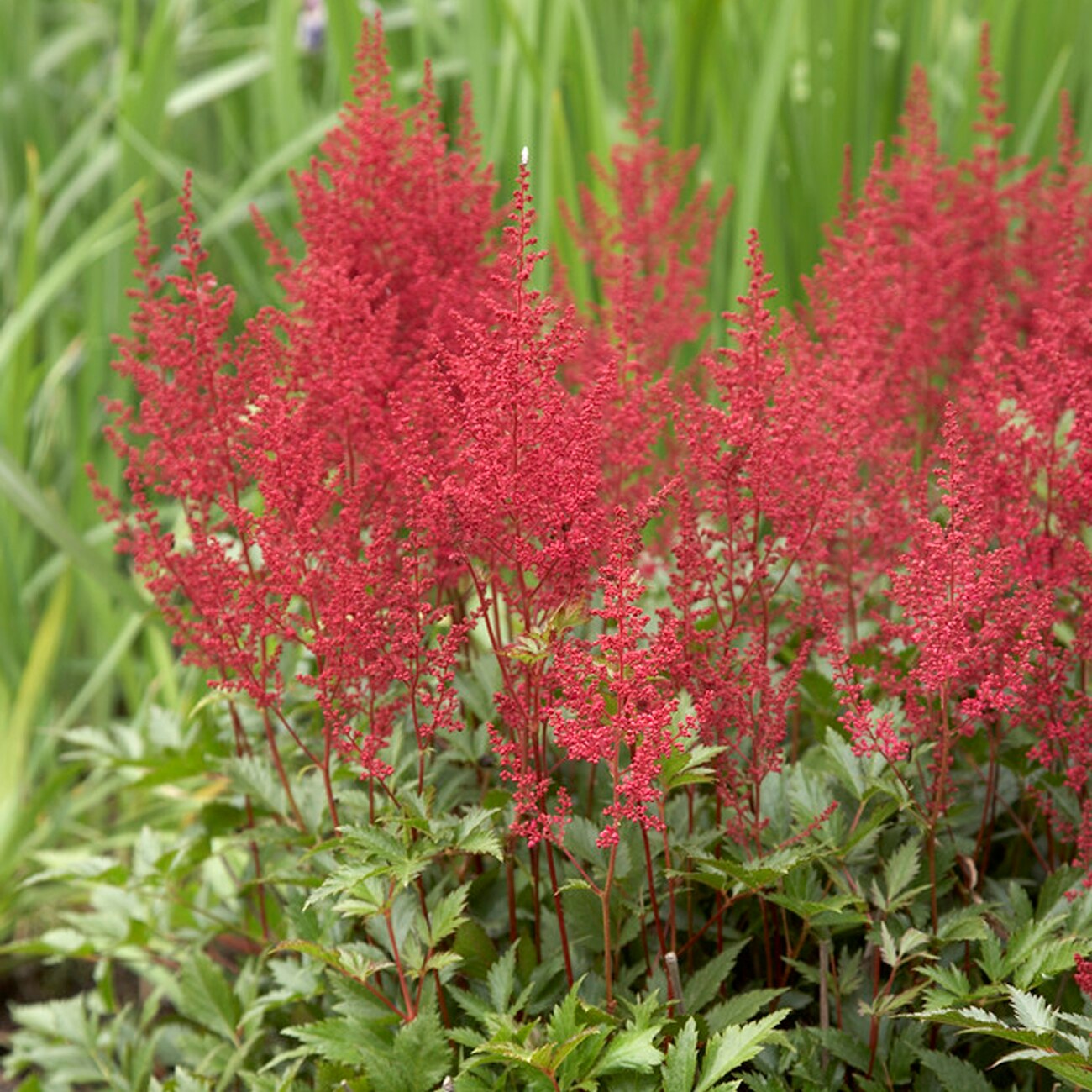 Red Ribbons Groundcover Rose