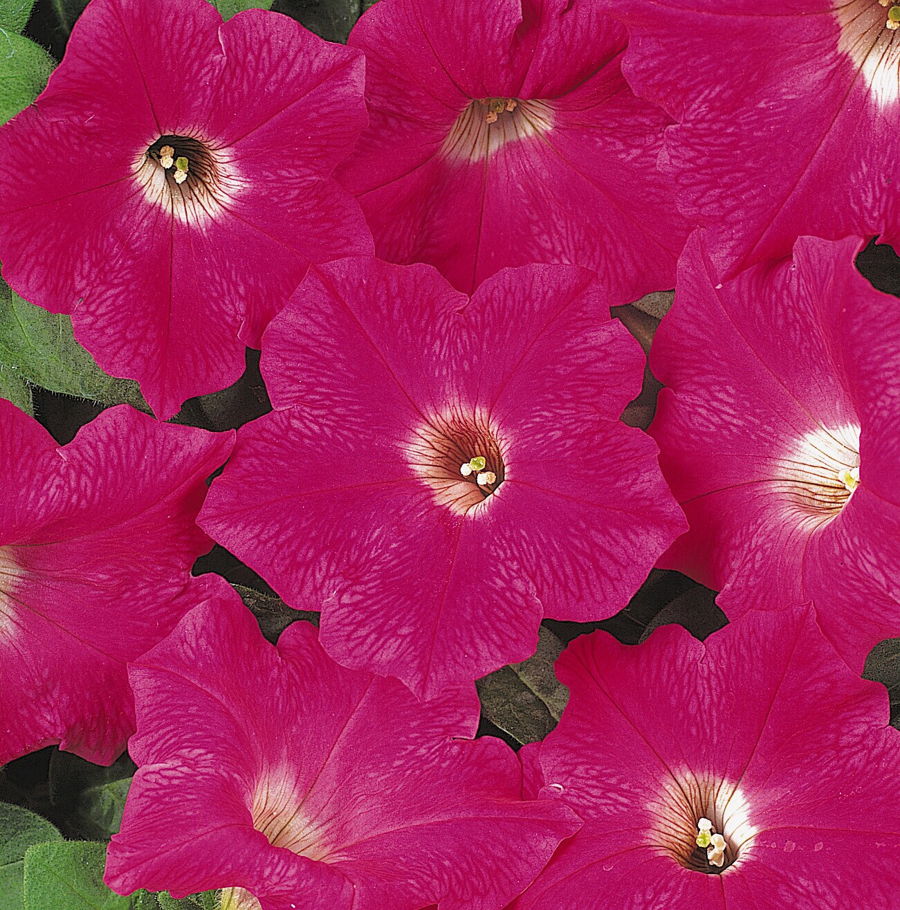 Lowe's Multicolor Petunia in 1-Pint Pot in the Annuals department at ...