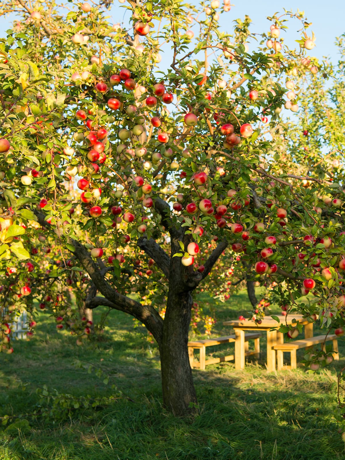 Southern Planters APPWOL05G Fruit-Plants - View #3