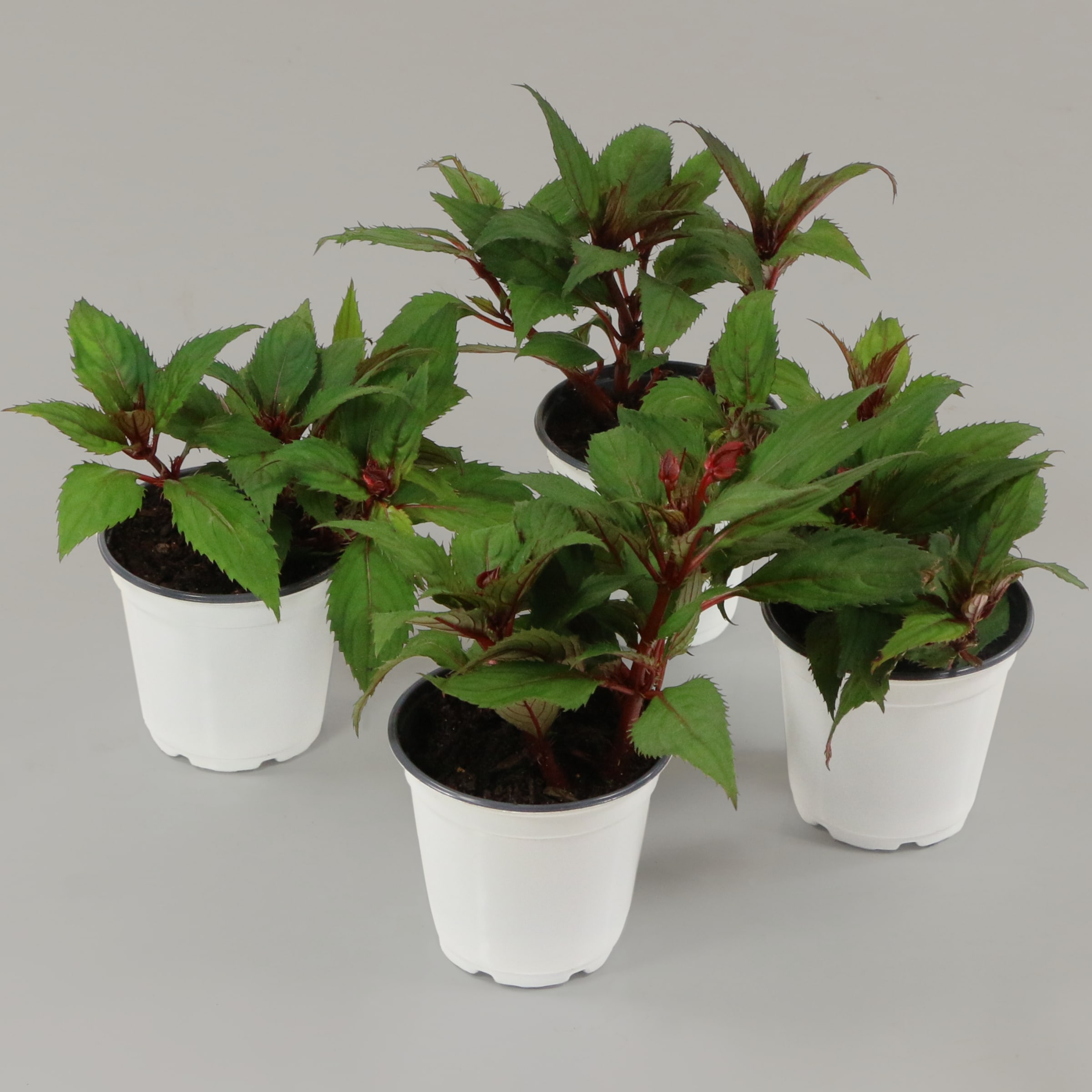 National Plant Network LW1172 annuals - View #4