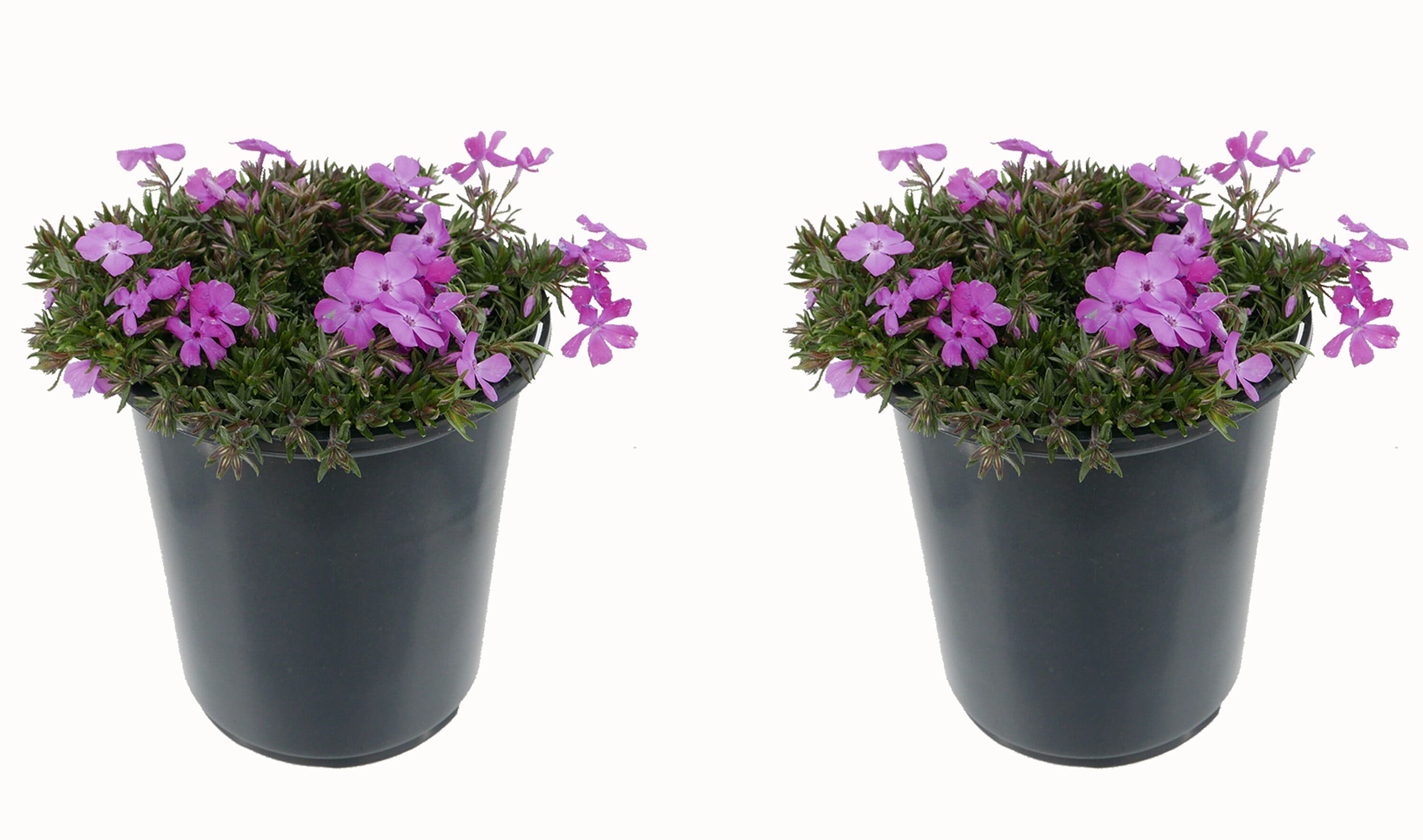 Pink Creeping Phlox Plant in 2.5-Quart Pot at Lowes.com