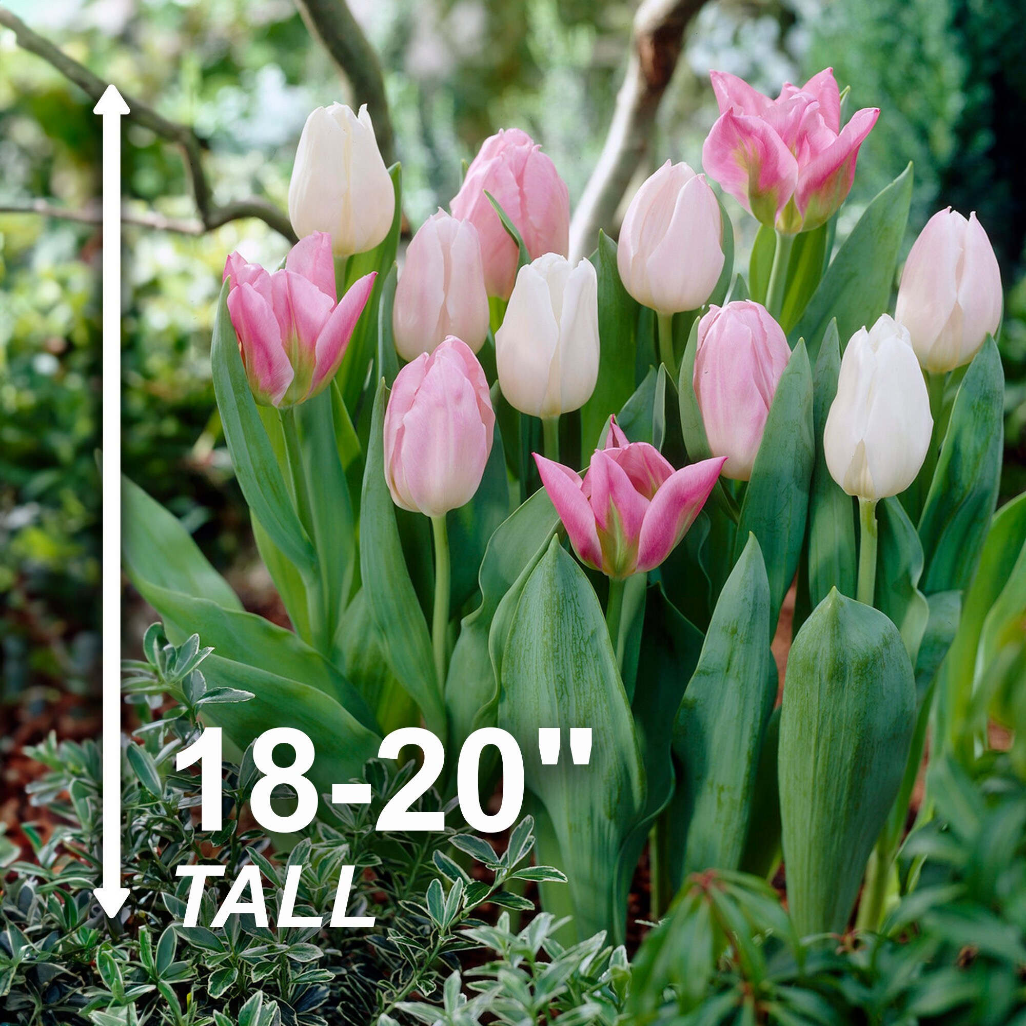 Garden State Bulb ECF-34-25-01 Plant-Bulbs - View #3