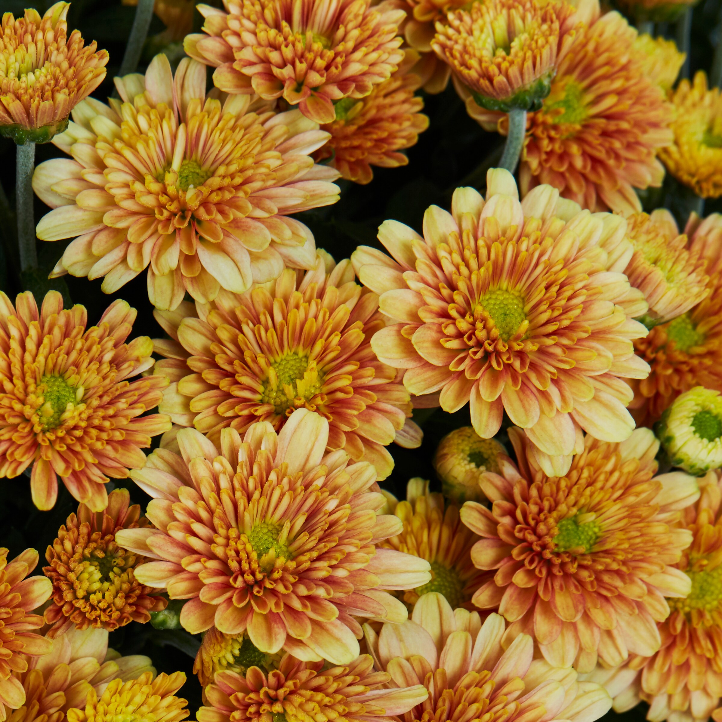 Lowe's NURSERY annuals - View #2