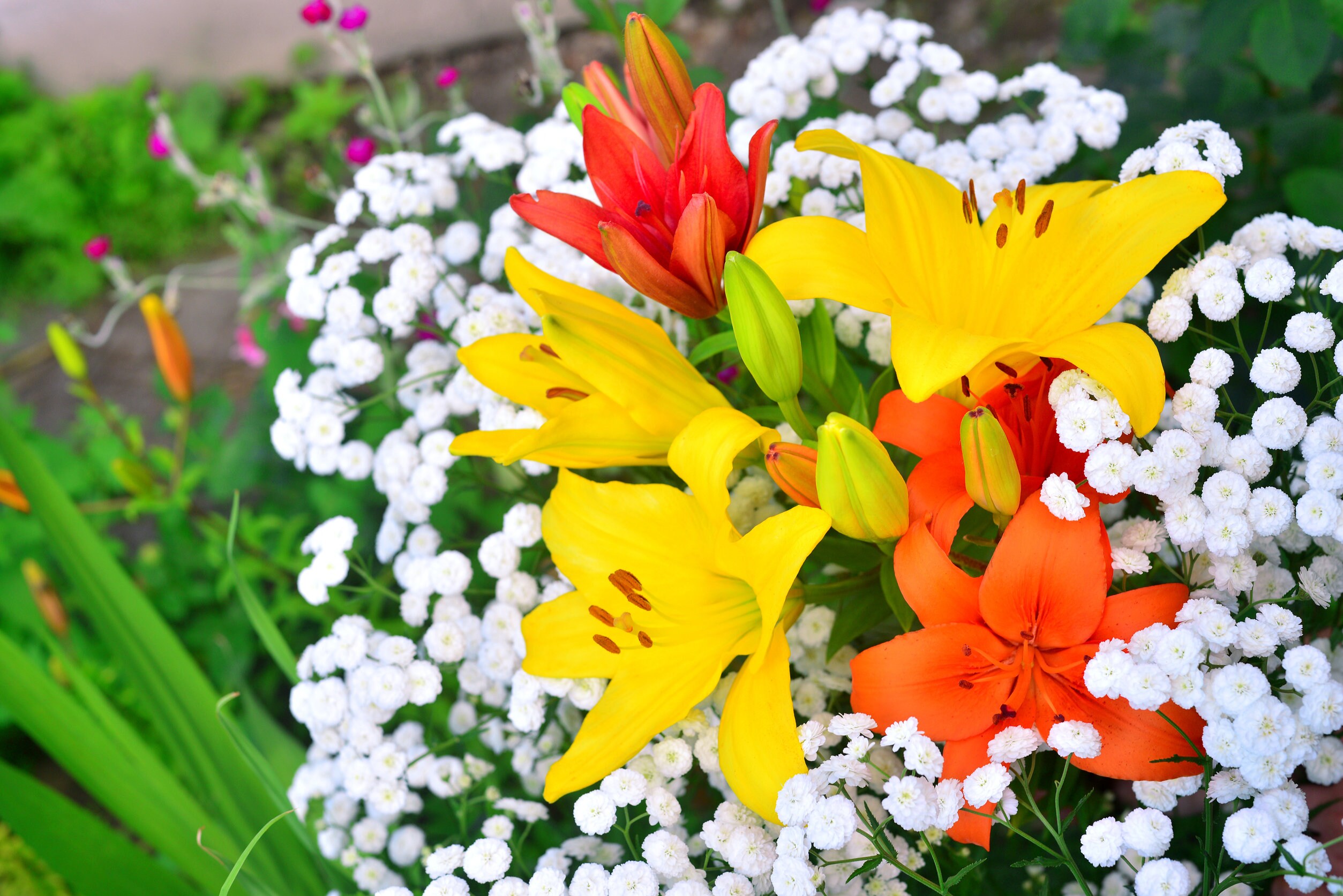  1137 perennials - View #7
