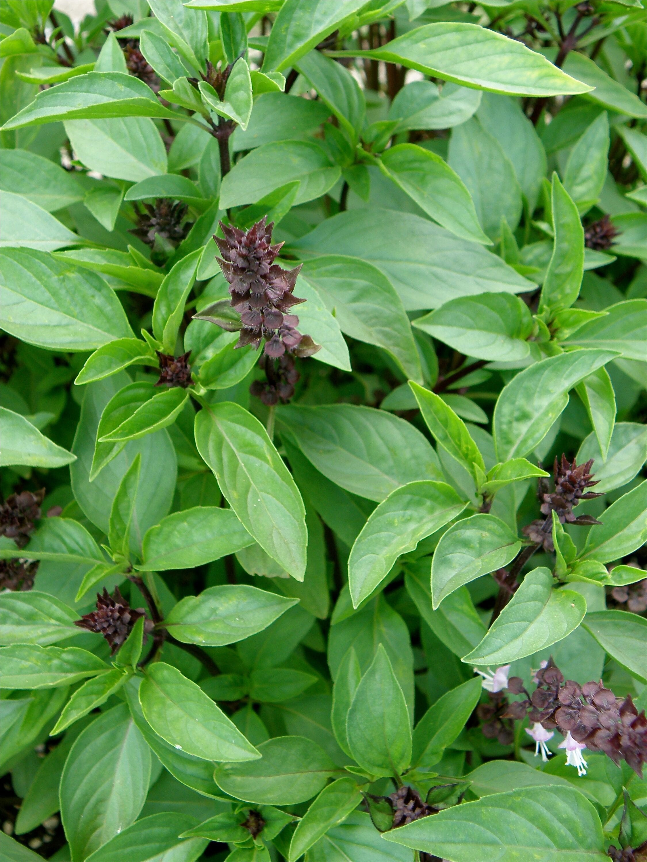 Bonnie Plants 2 Pack Thai Basil in 2 Pack Pot in the Herb Plants