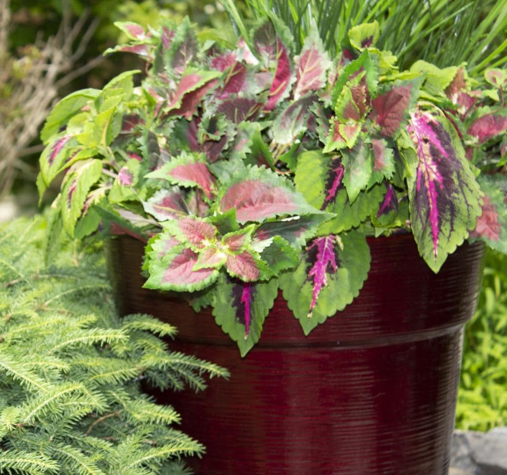 Grosfillex US631662 Planter-Window-Box - View #2