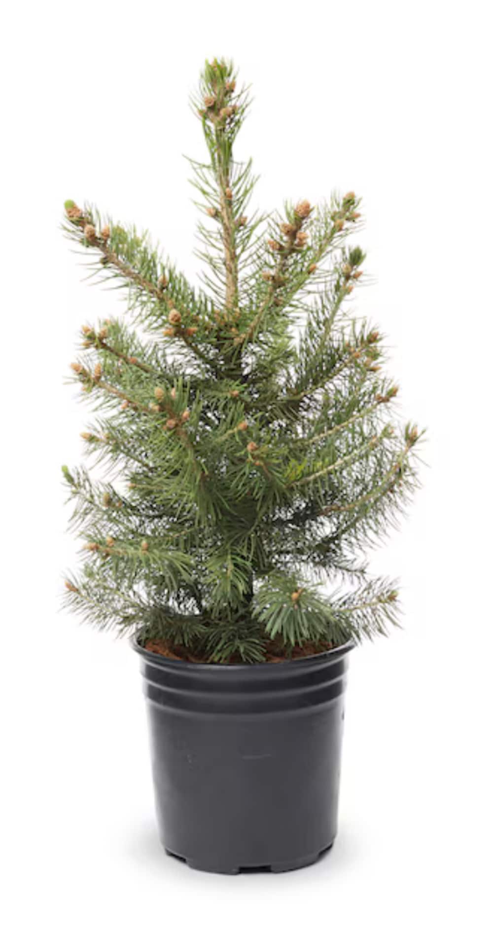  NURSERY -Gallon Feature Colorado Blue Spruce In pot (with soil)