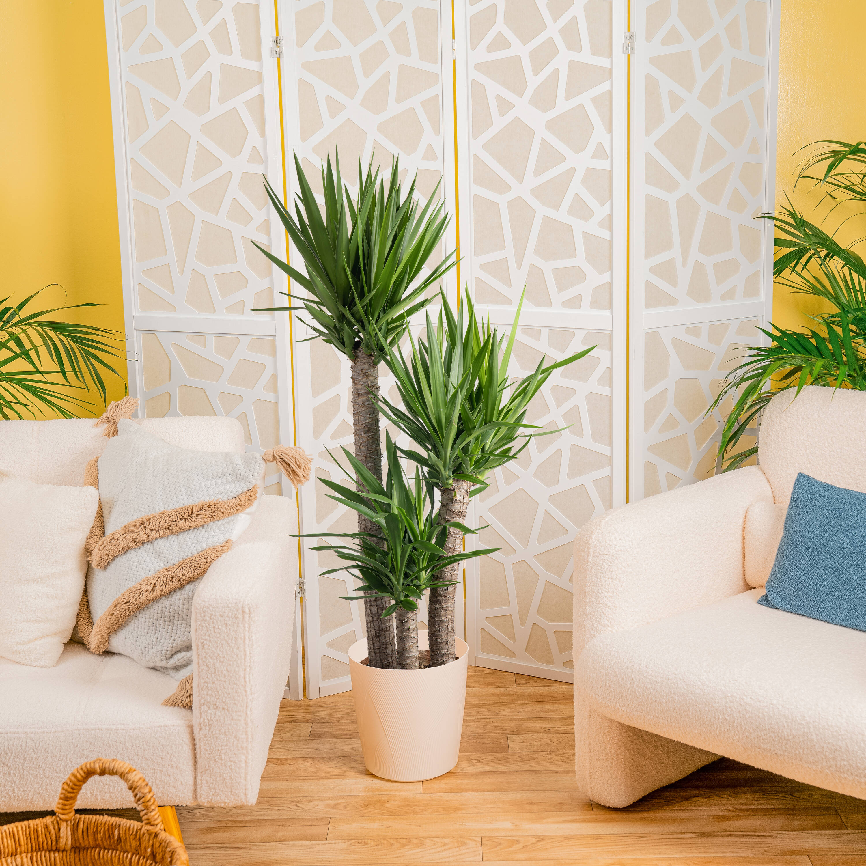 Lowe's YUC1 hseplants - View #3