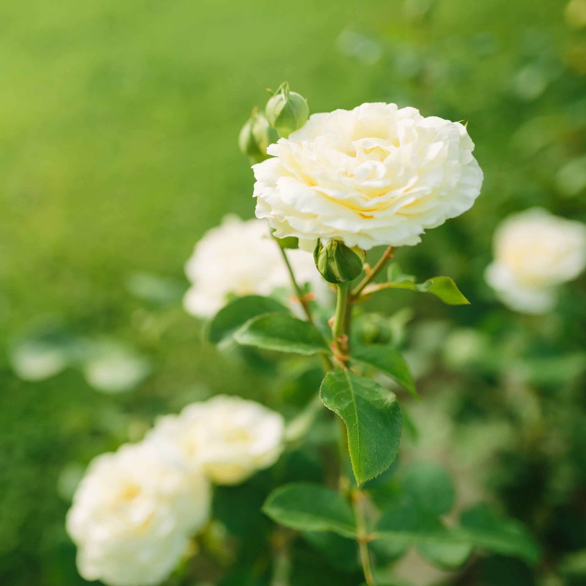 Perfect Plants LOPOPCORNDRIFTROSE3G roses - View #6