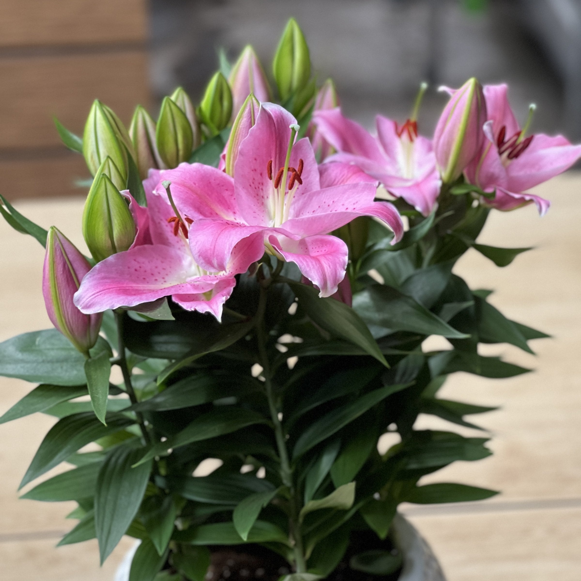 National Plant Network LW1910 Pink Oriental Lily Sunny Camino Plant in 5 -Pack Bareroot 5 -Pack