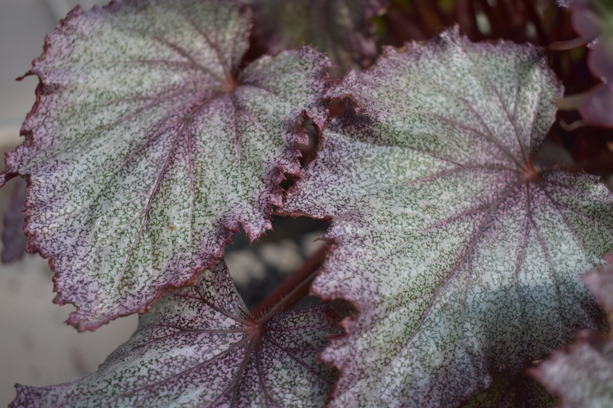 Begonia House Plants at 