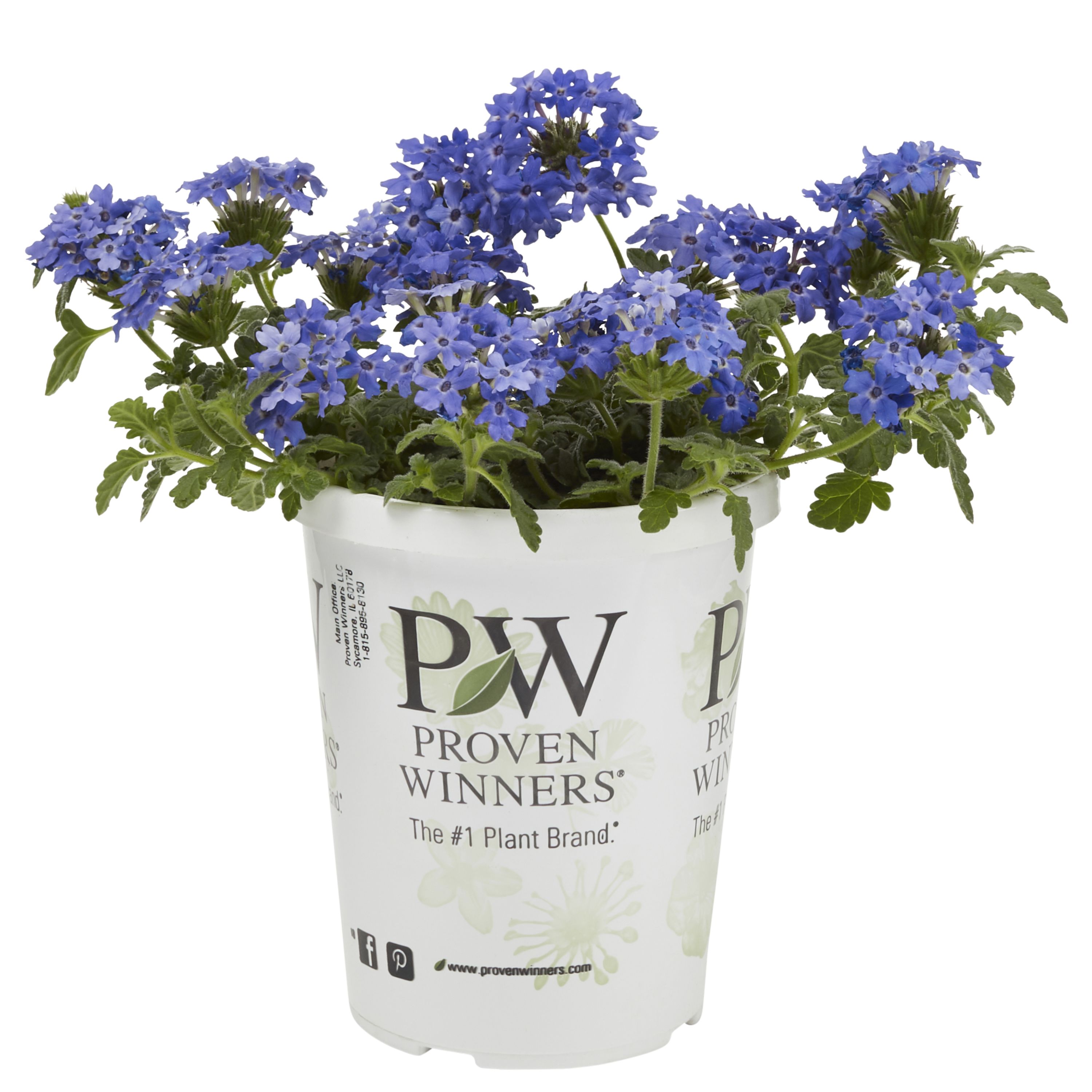 Proven Winners Blue Verbena in 1.5-Pint Pot 5-Pack in the Annuals ...