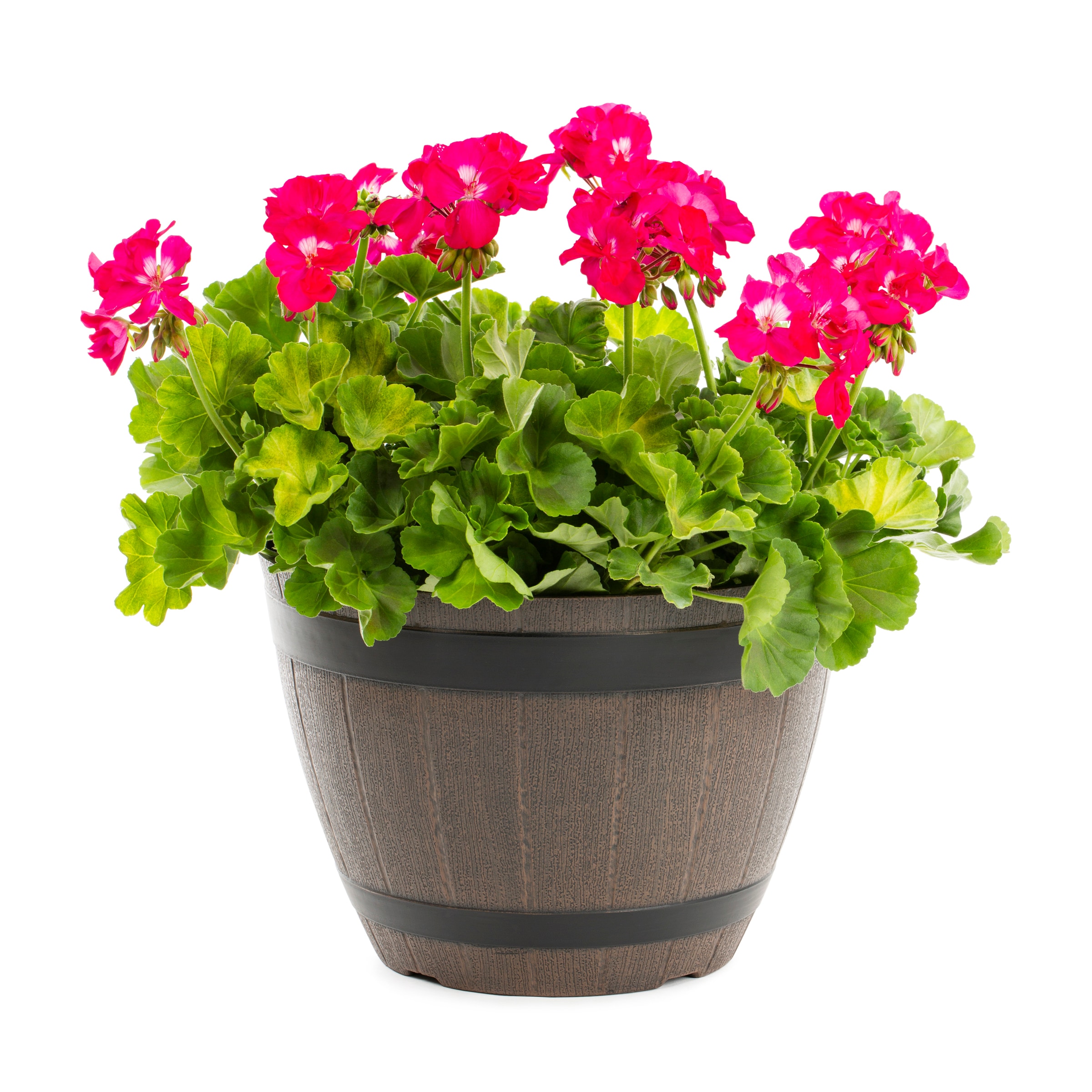 Lowe's 1604154 annuals - View #2