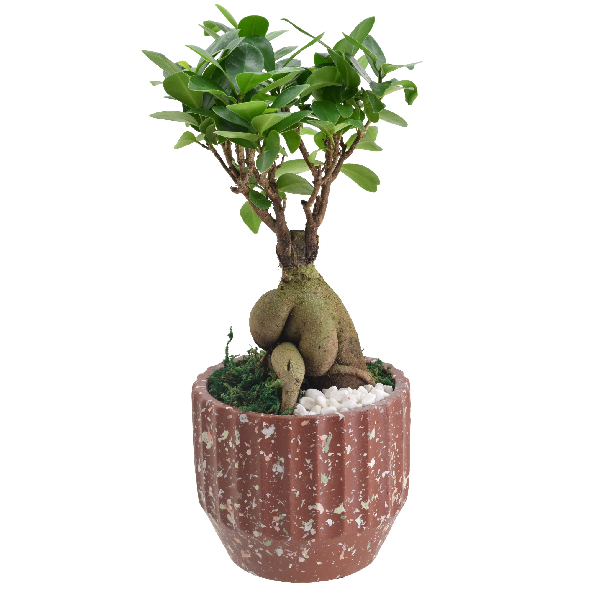 Arcadia Garden Products LV53 hseplants - View #2