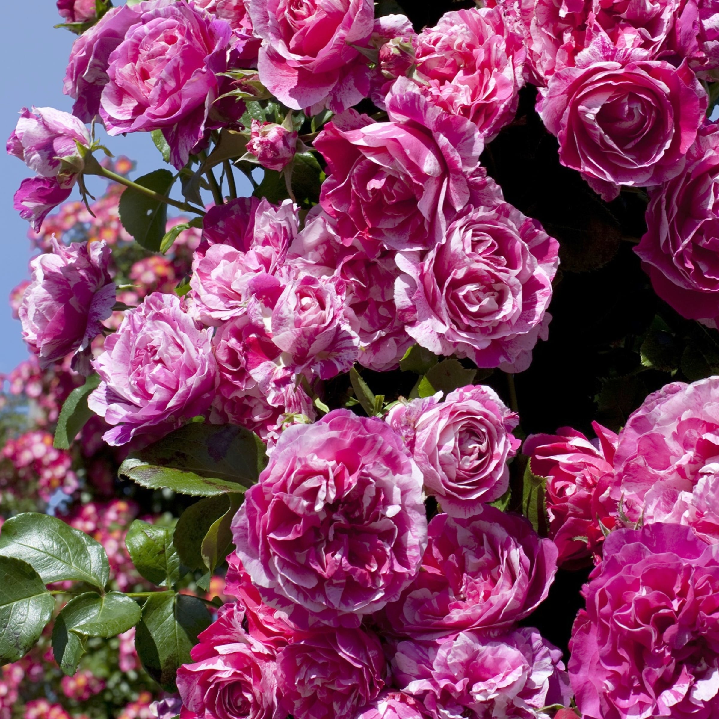 National Plant Network LW1425 roses - View #2