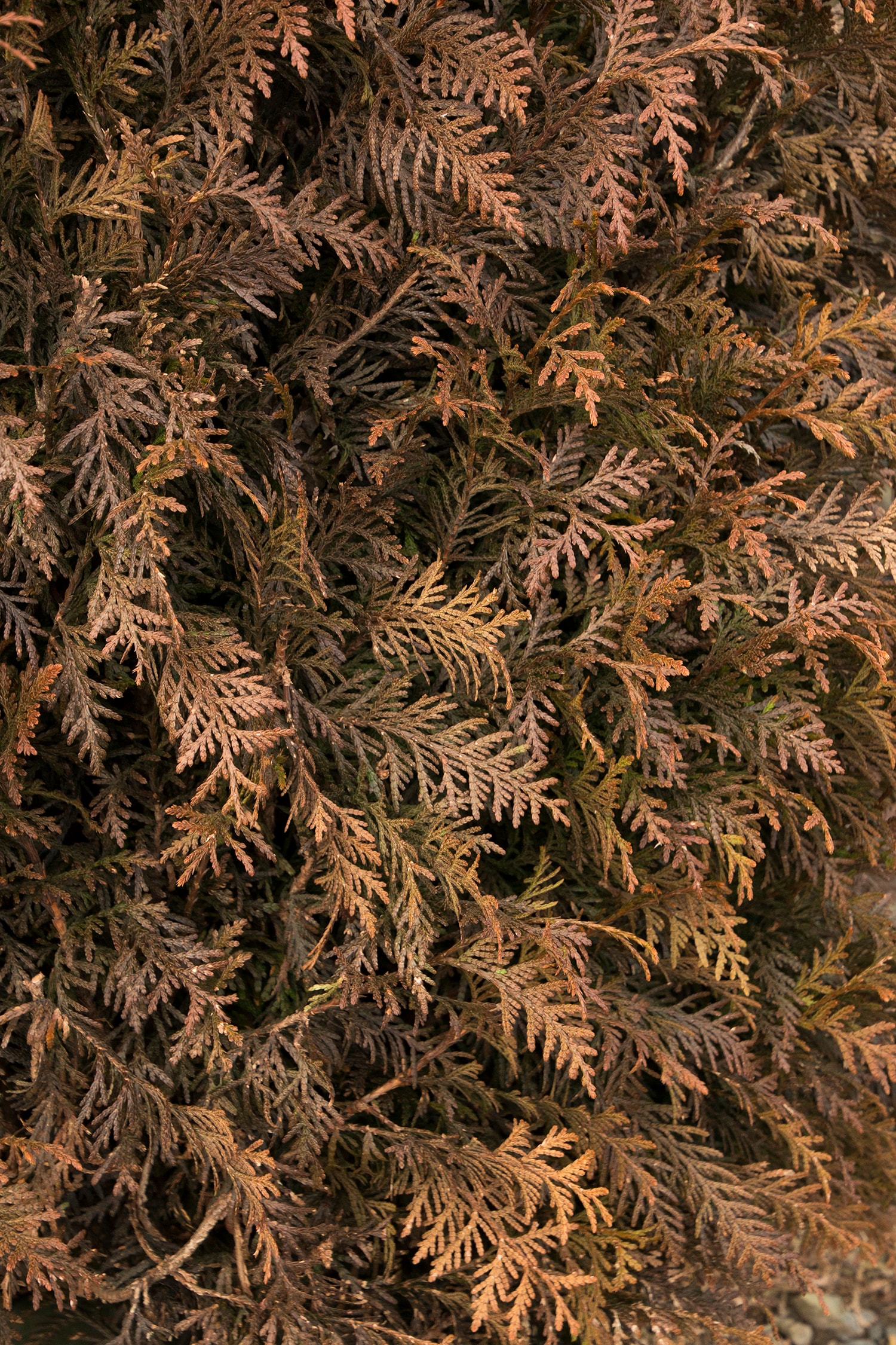 Monrovia 072405 shrubs - View #4