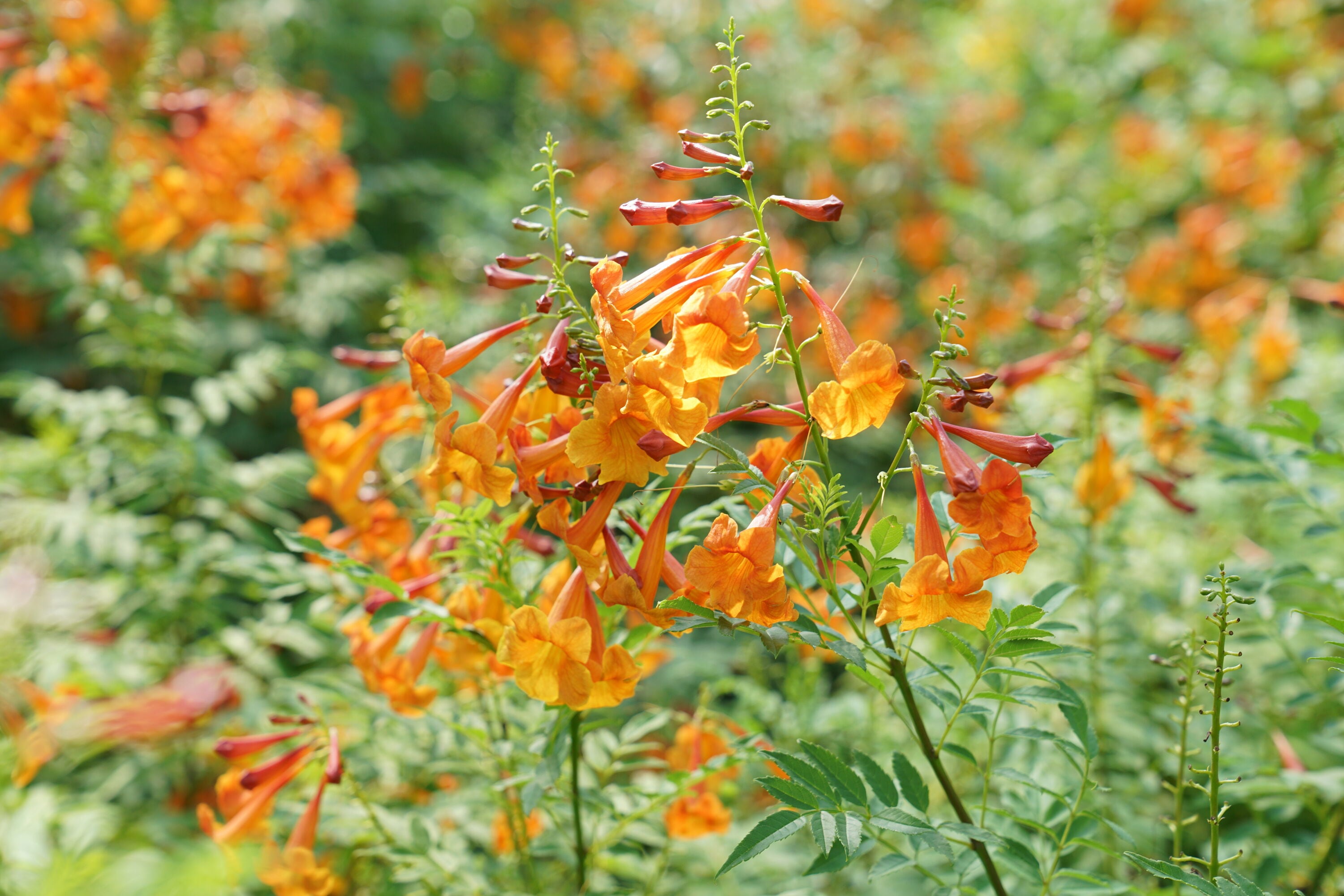 Proven Winners TECPRC1007800 Chicklet Orange Esperanza (Tecoma) Flowering Shrub in 1 -Quart Pot 1.0 -Pack ,Orange Blooms