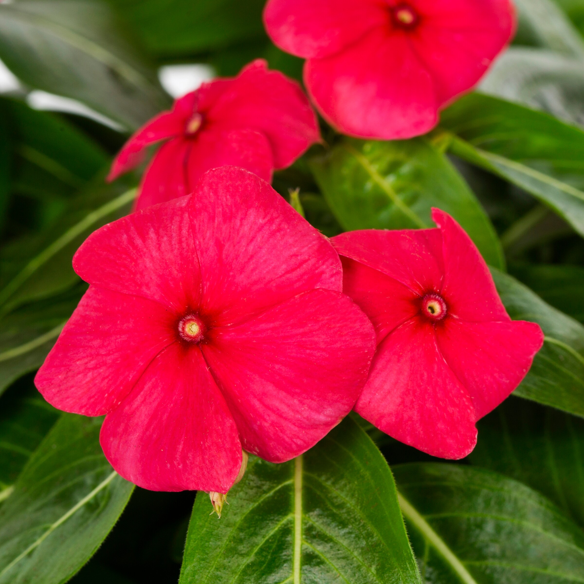 Lowe's 658920 annuals - View #10