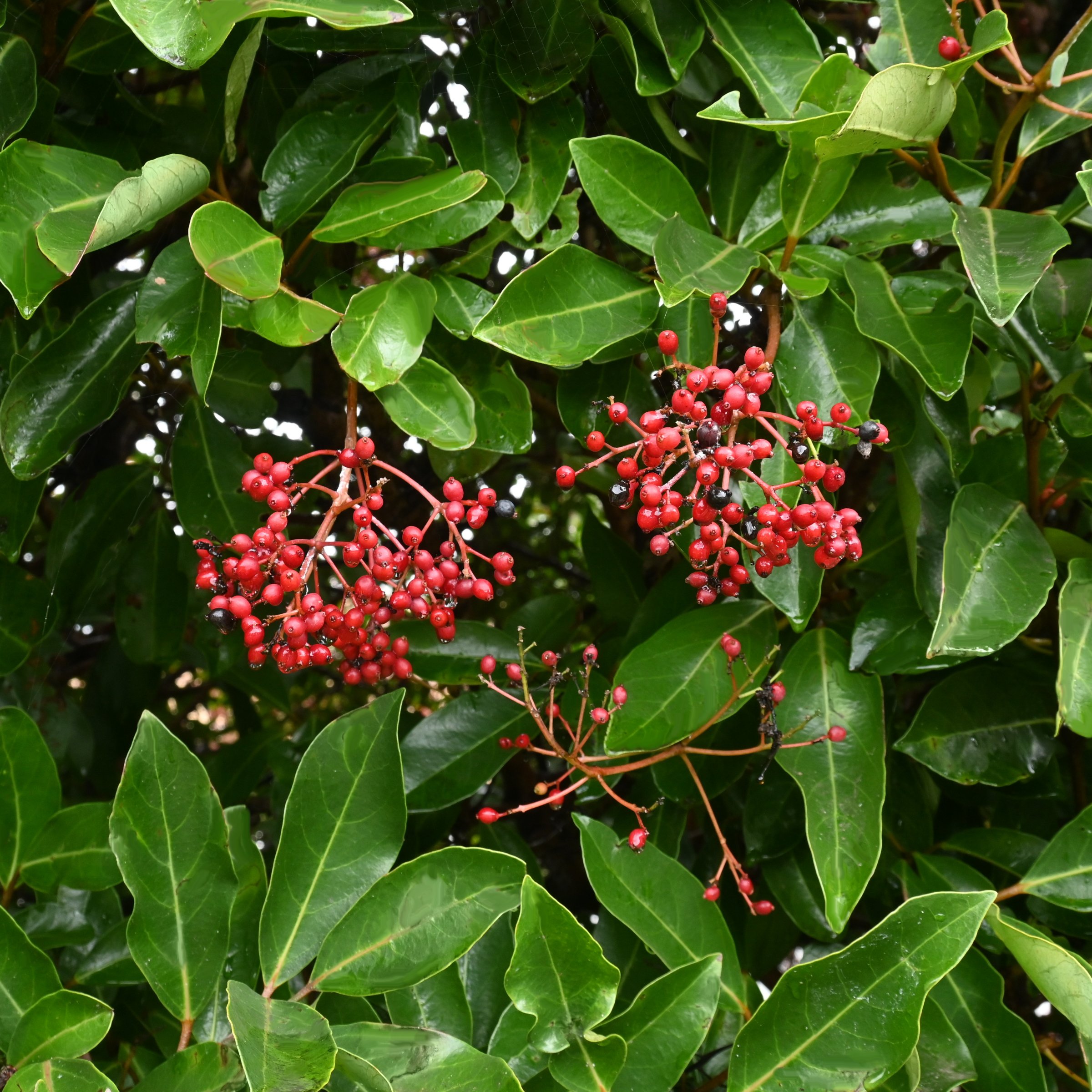 National Plant Network LW1821 shrubs - View #3