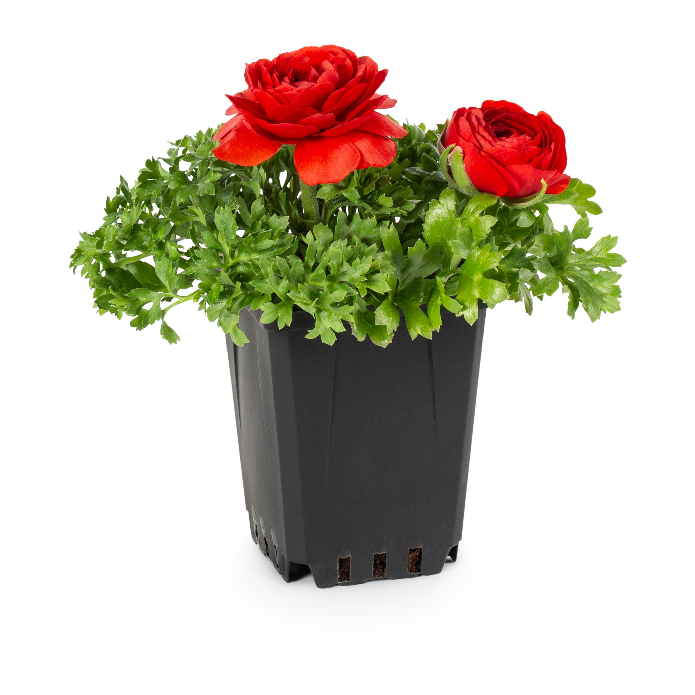 Lowe's 1.0 Pint Multicolor Ranunculus 1.0 -Pack