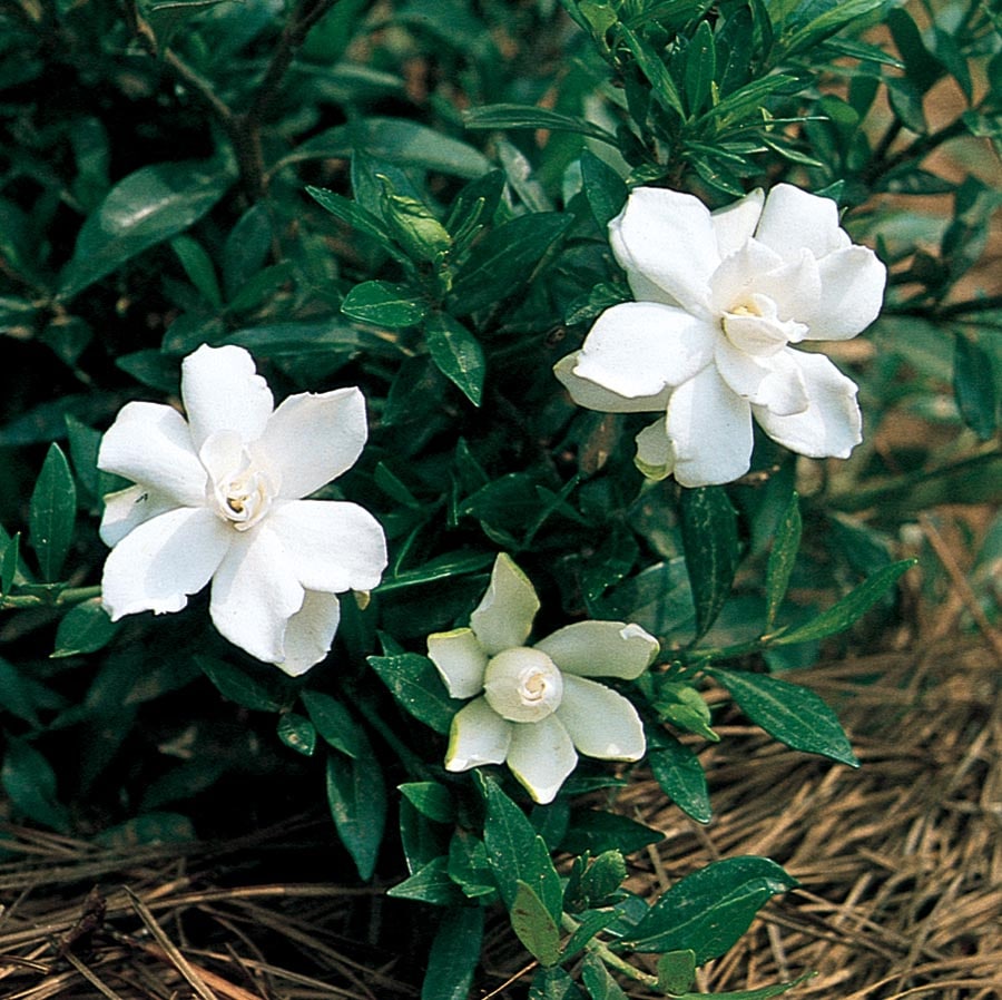 Lowe's White Radicans Dwarf Gardenia Flowering Shrub In Pot (With