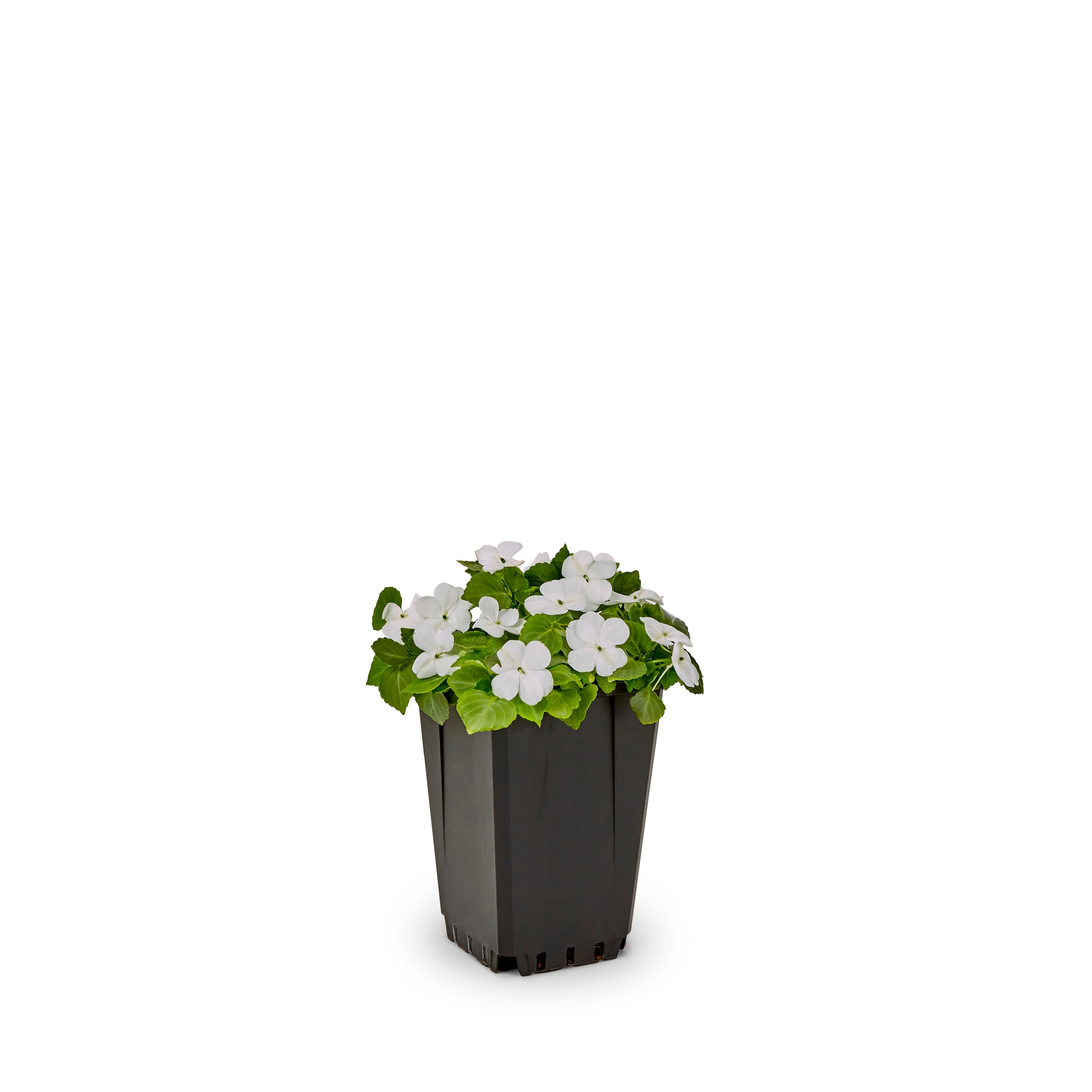 Lowe's NURSERY annuals - View #5