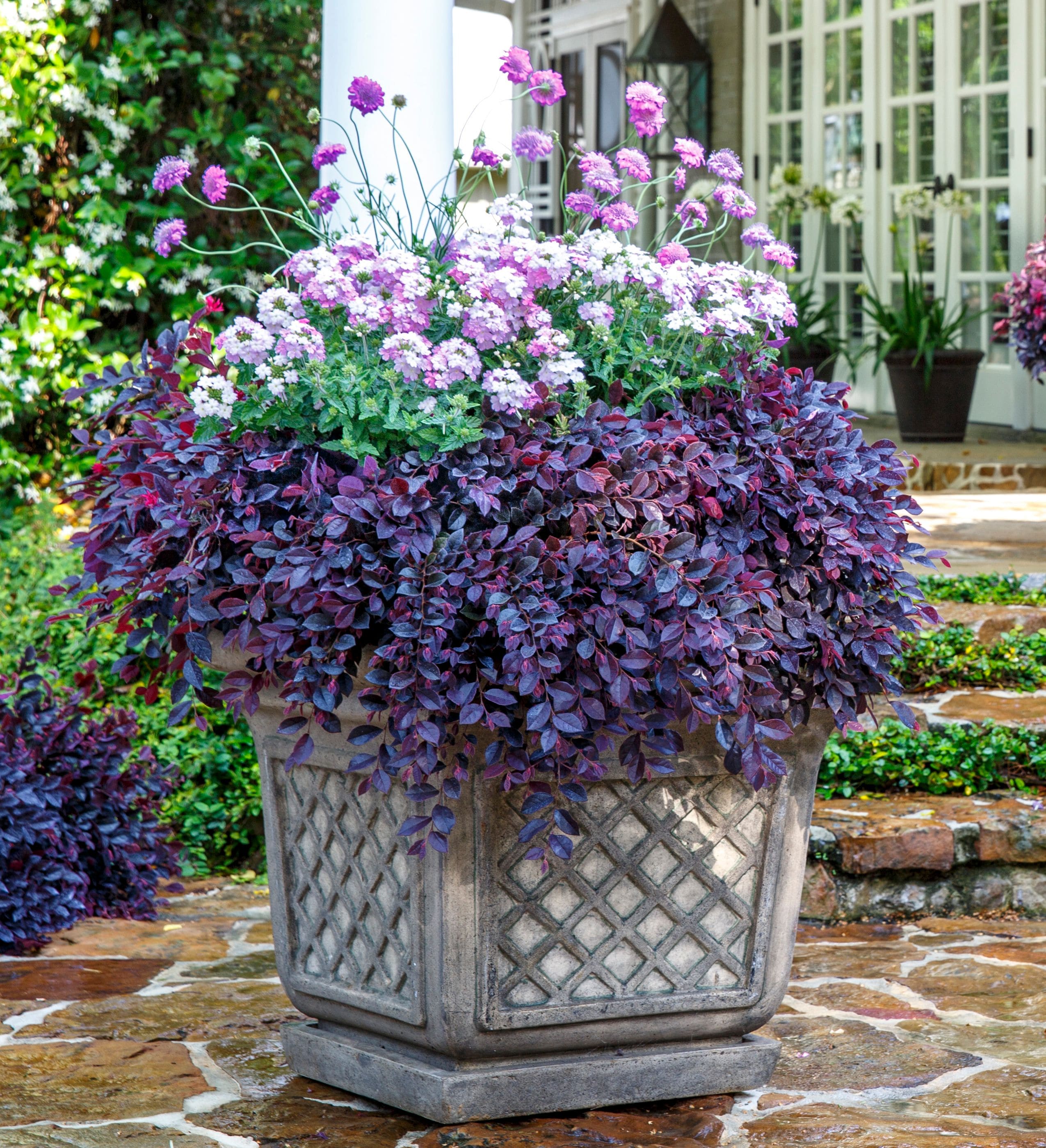 Southern Living Plant Collection 4199Q-1 shrubs - View #10