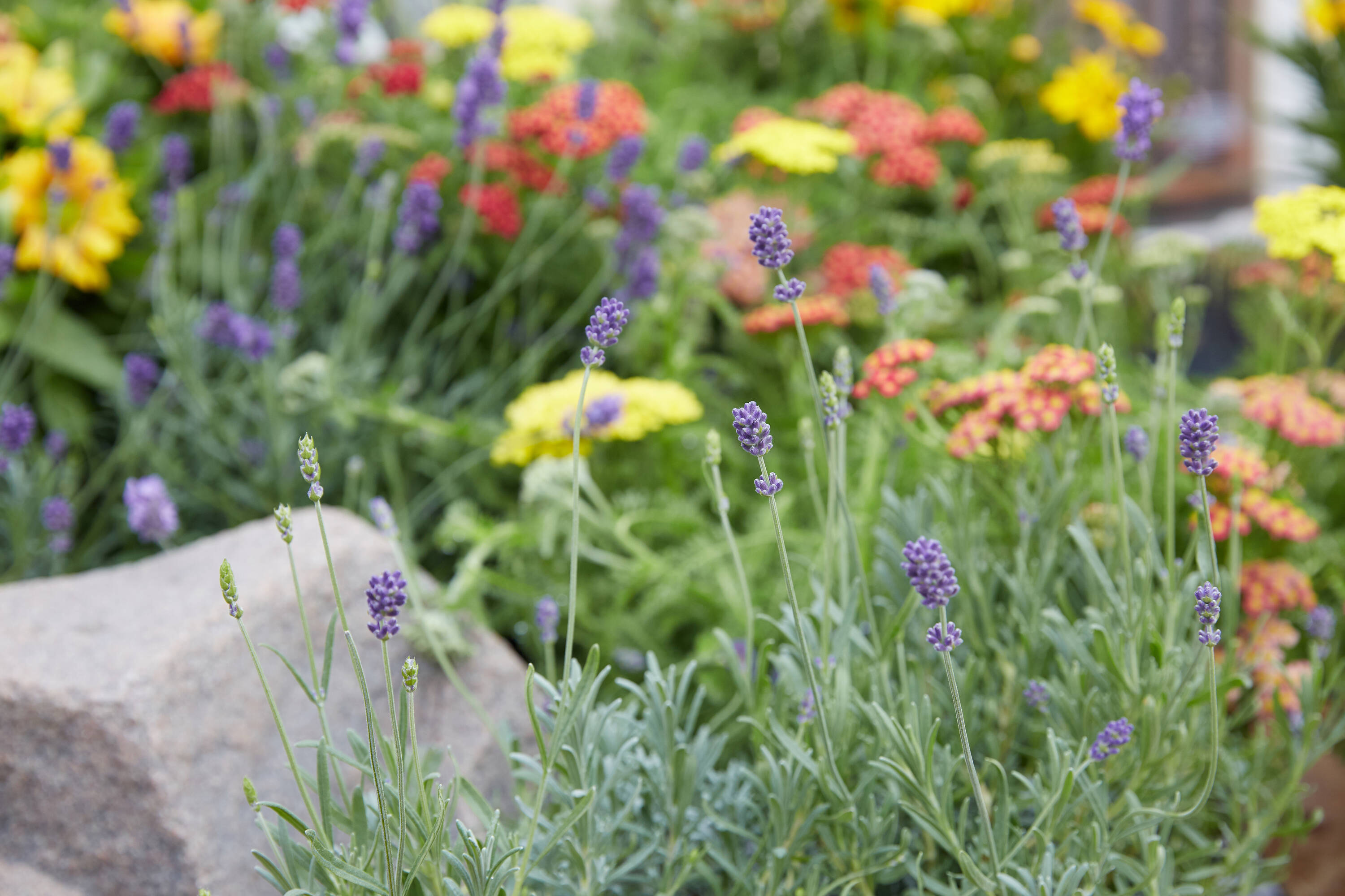 Lavender Perennials at