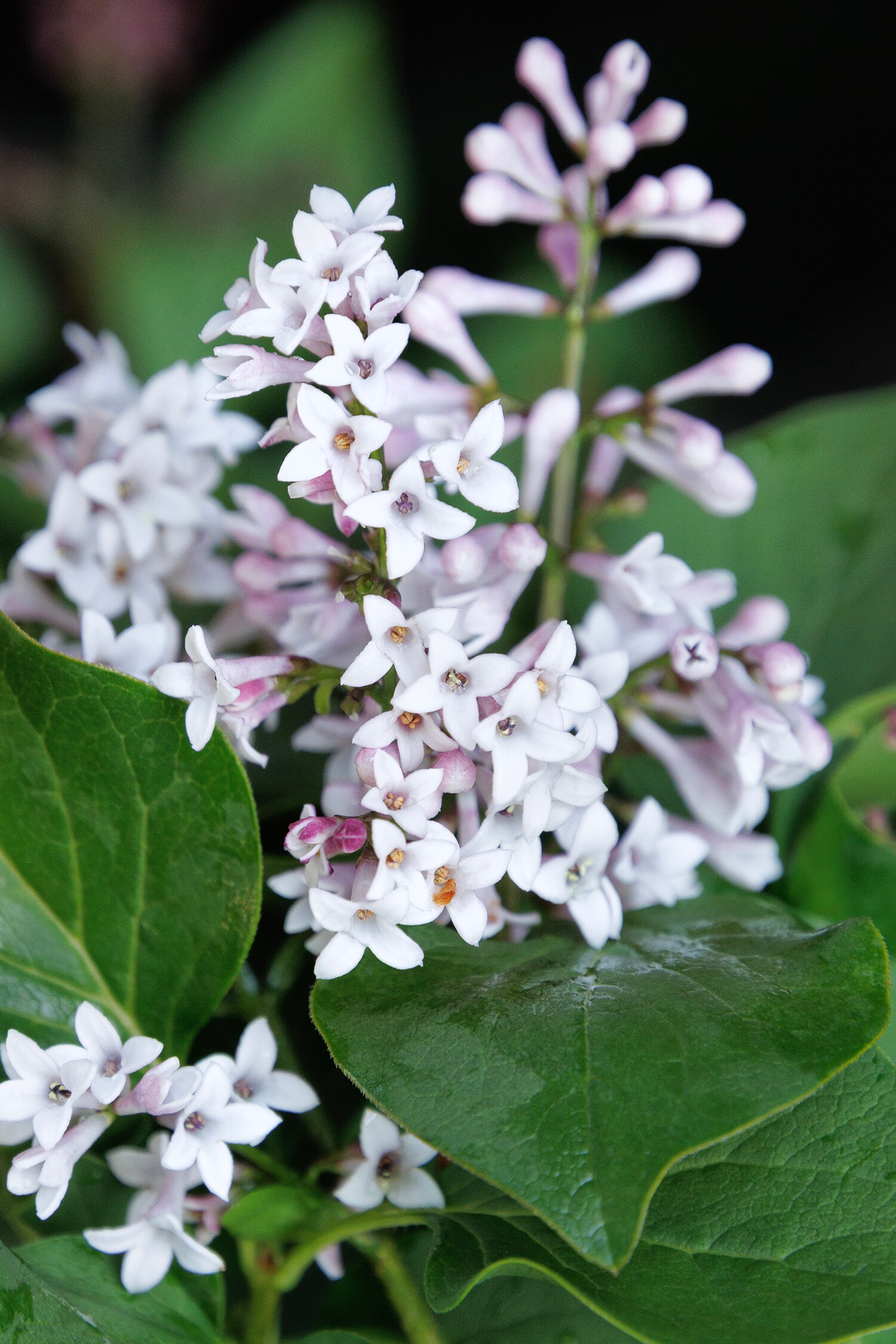 Monrovia Purple Little Darling Lilac Flowering Shrub in 3.58-Gallon Pot ...