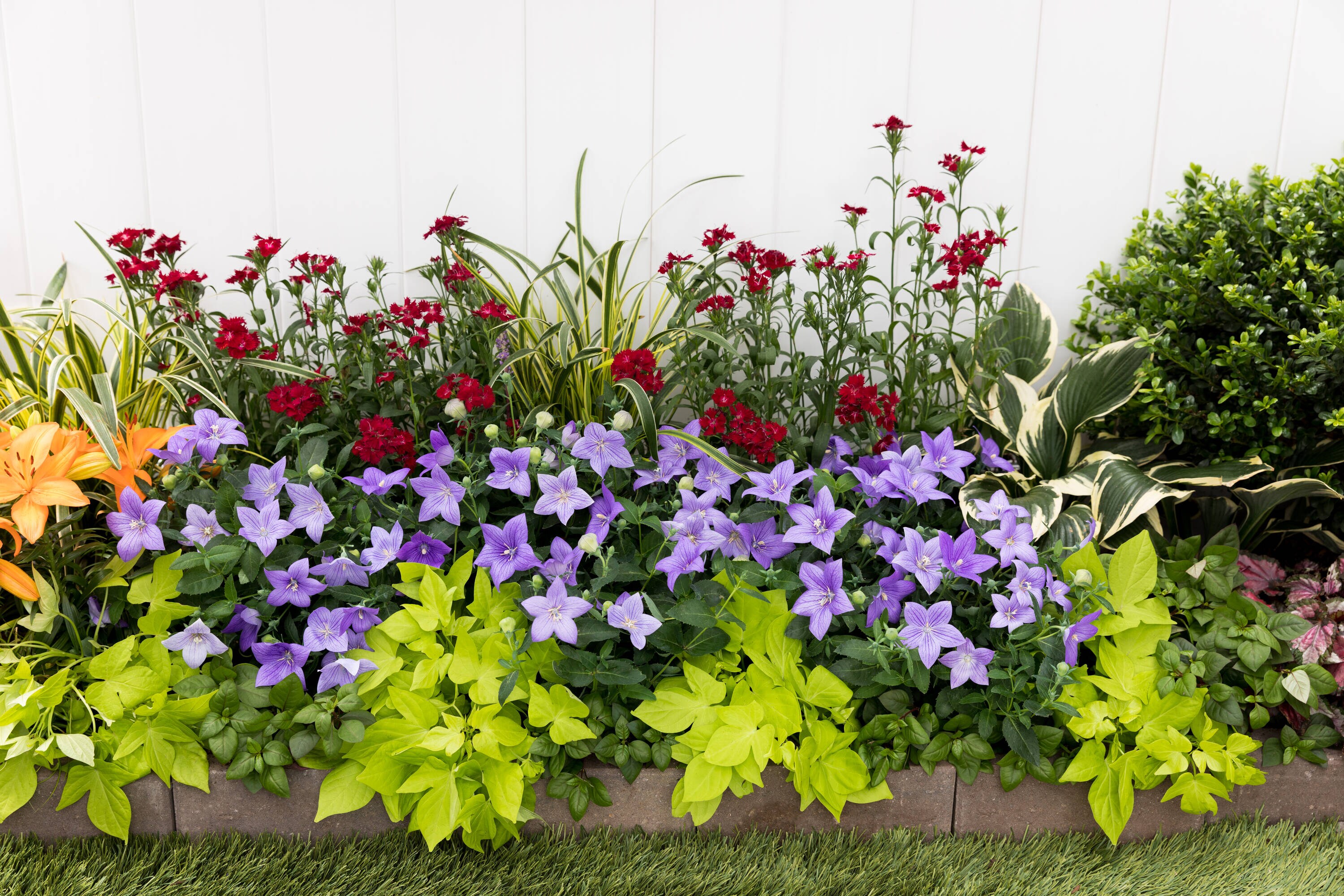 Monrovia 4887 annuals - View #4