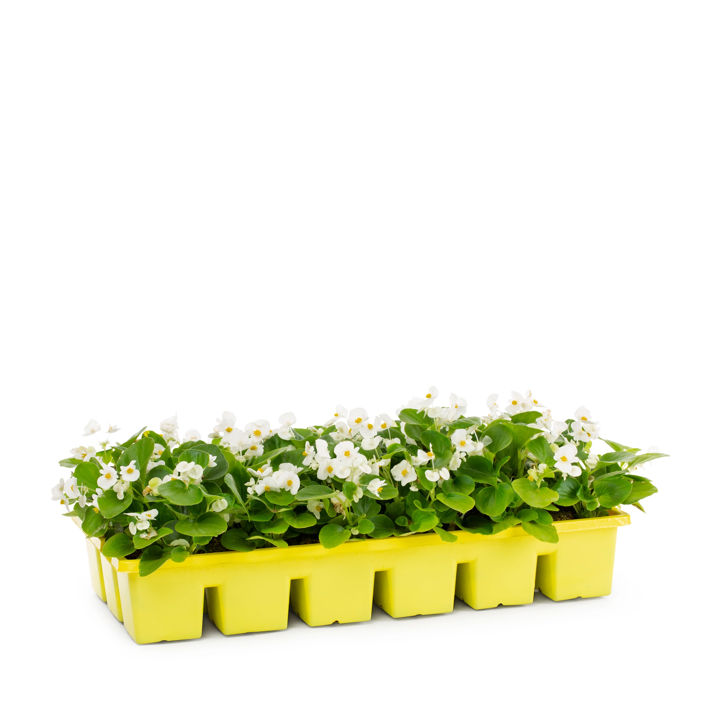 Lowe's NURSERY annuals - View #3