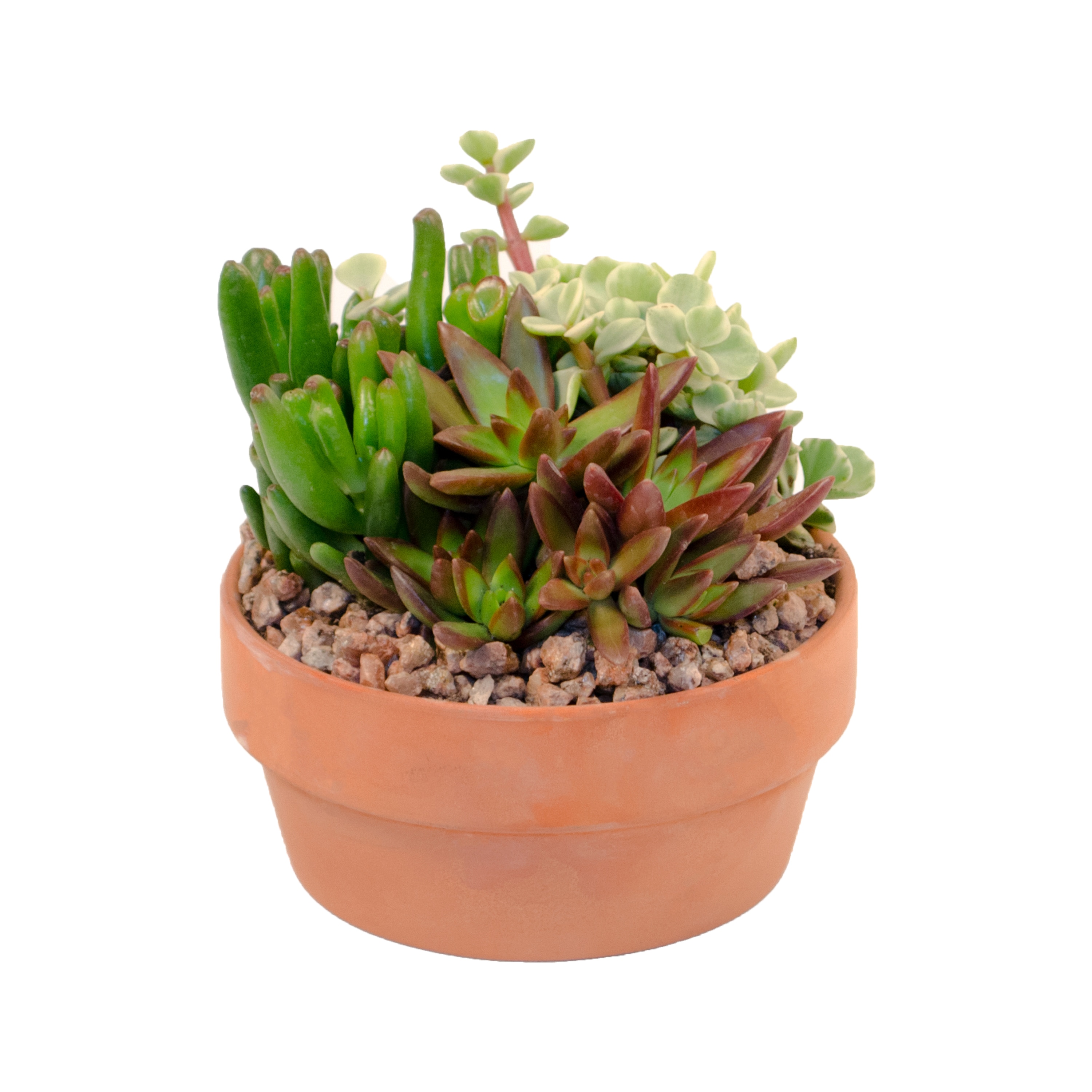 Lowe's 1.0 -Pack Succulent Dish Garden in 11 -oz Planter