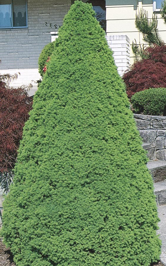 Lowe's NURSERY Insignificant Dwarf Alberta Spruce Feature Shrub in In pot (with soil)