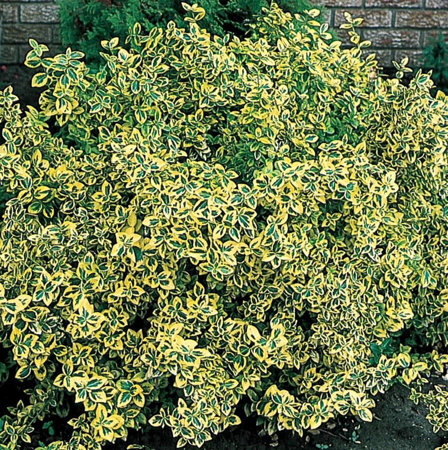 Lowe's NURSERY Emerald 'n Gold Euonymus Accent Shrub in In pot (with soil) Insignificant