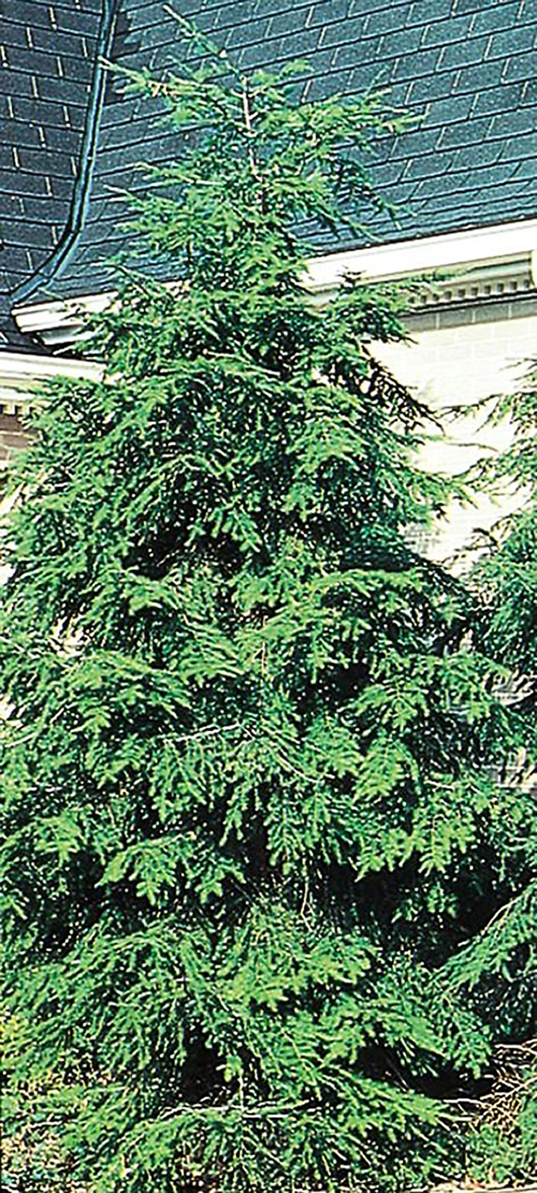 Lowe's NURSERY Canadian Hemlock Screening Shrub in 3.58 -Gallon Pot
