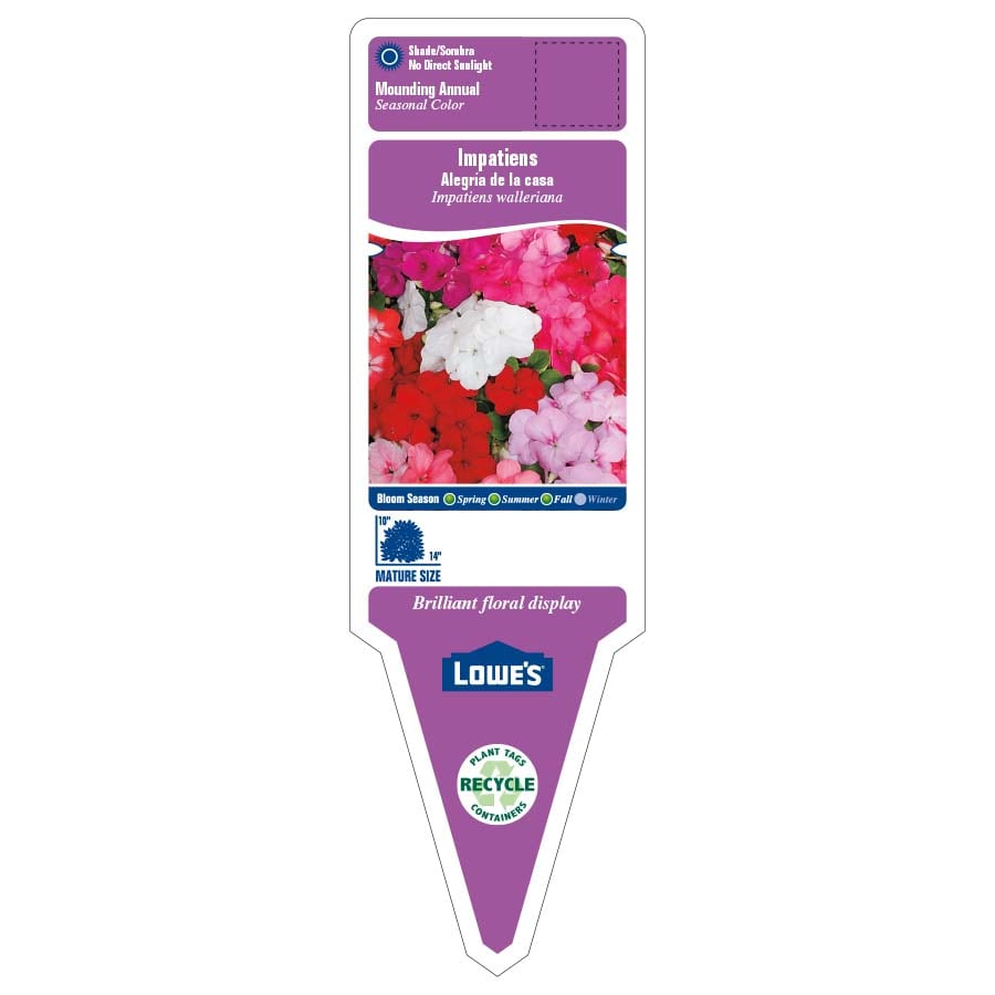 Lowe's NURSERY annuals - View #2
