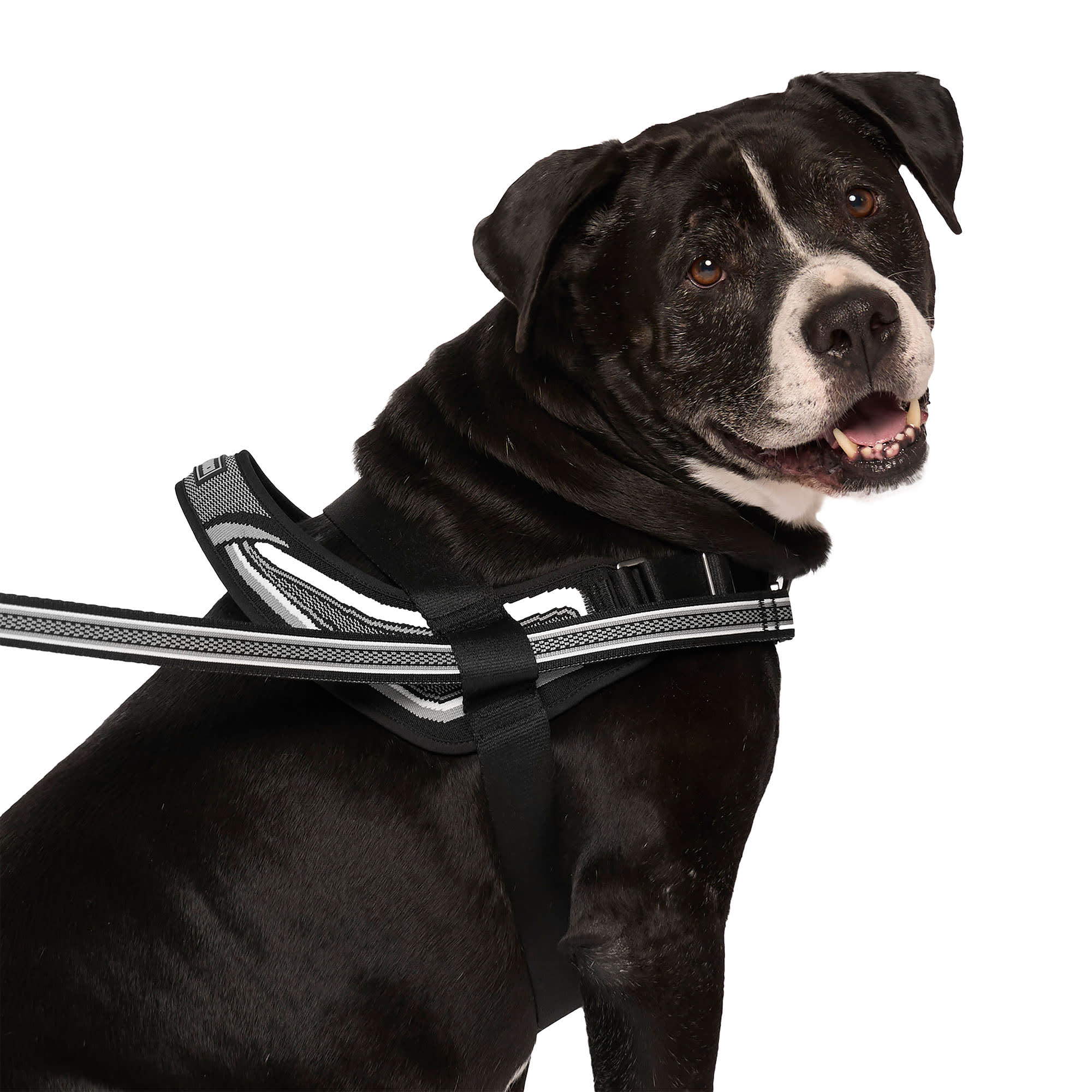 Canada Pooch 13184 Dog-Collars-Harnesses - View #4