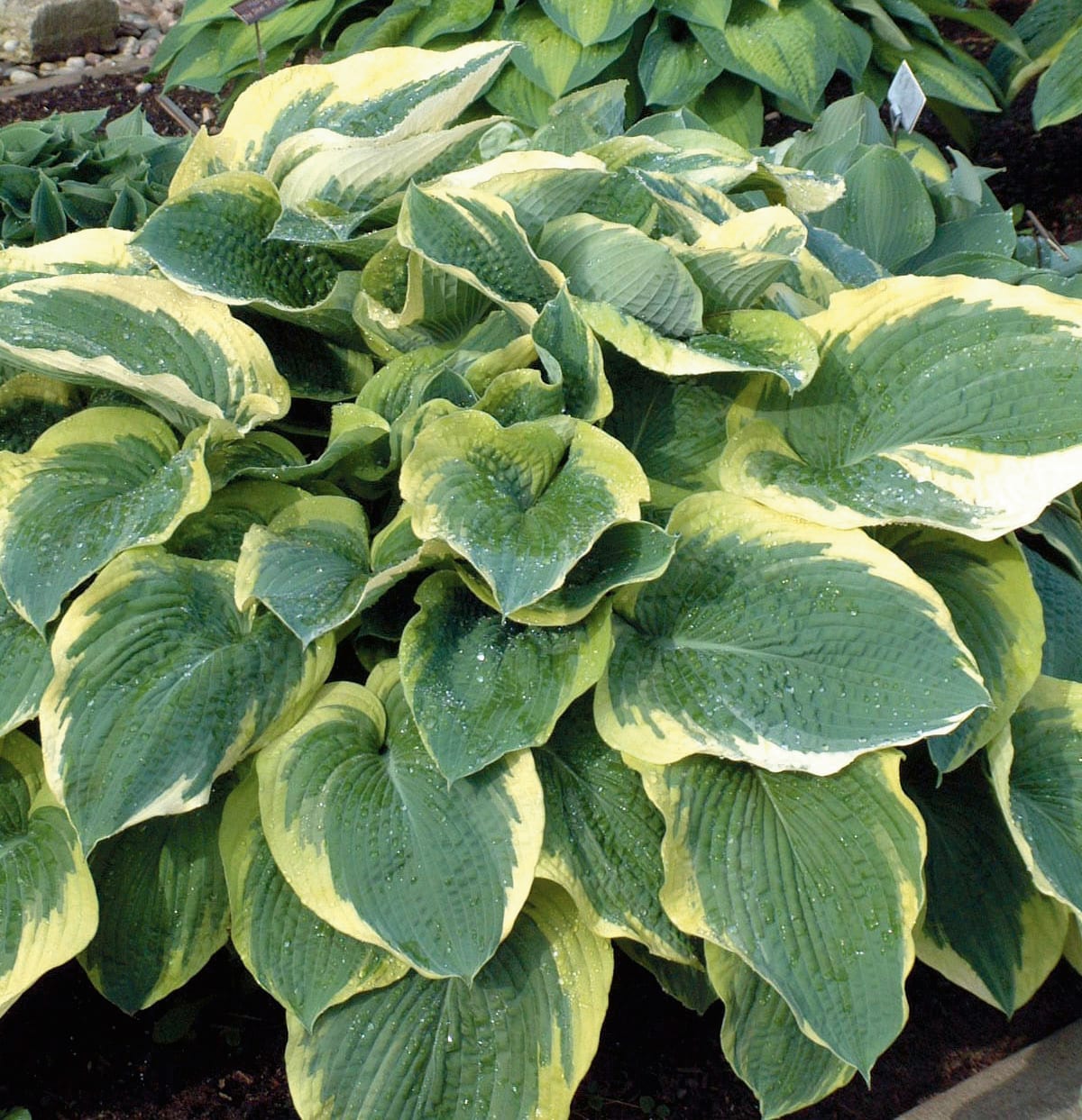 Lowe's NURSERY White Northern Exposure Hosta Plant in 2.5-Quart Pot