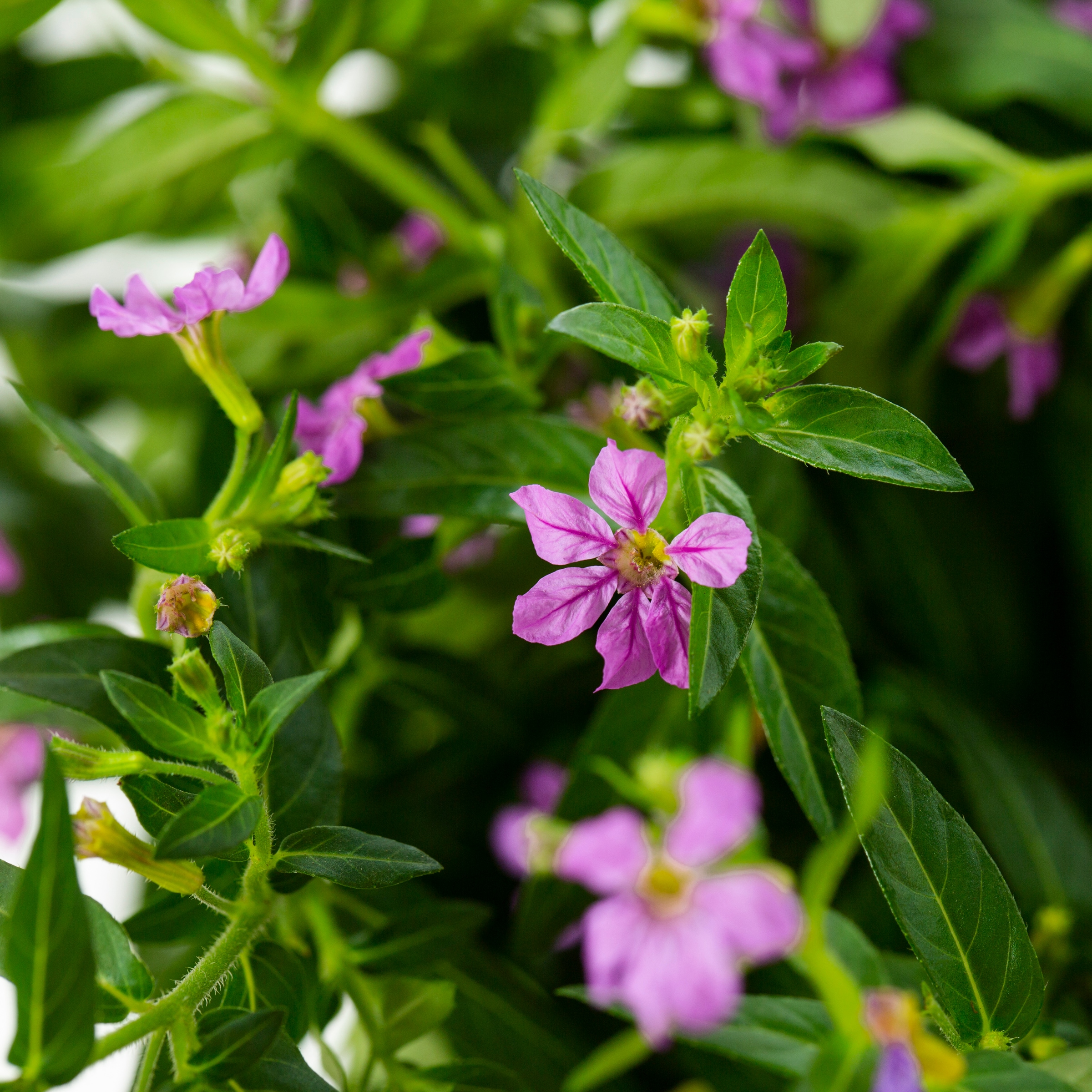 Lowe's NURSERY annuals - View #2