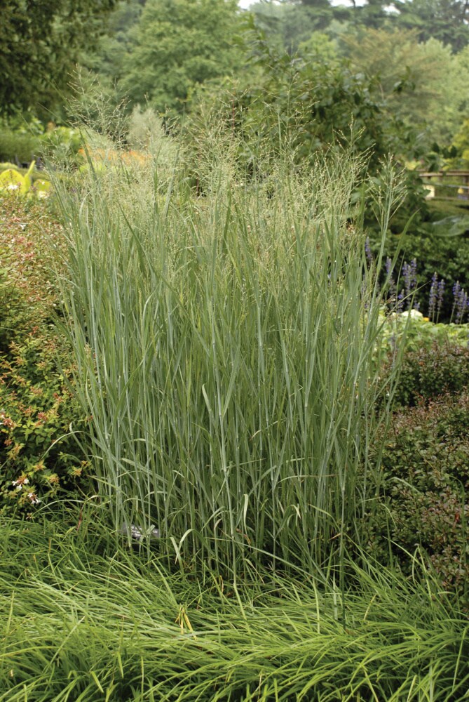 Gardens Alive! Pink Pampas Grass Live Perennial Plant - Fast Growing  Upright Ornamental Grass - Full Sun - 3-in Pot (1-Pack)