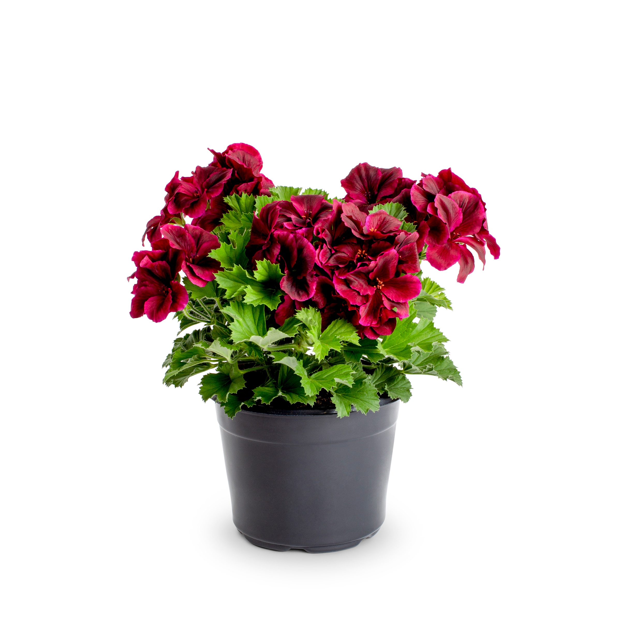 Lowe's NURSERY Multicolor Martha Washington Geranium in 2.5 Quart(s) Pot