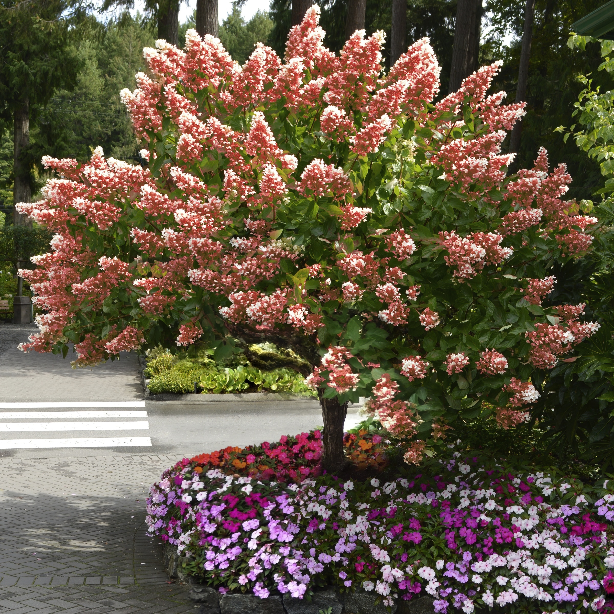 National Plant Network LW1552 trees - View #7