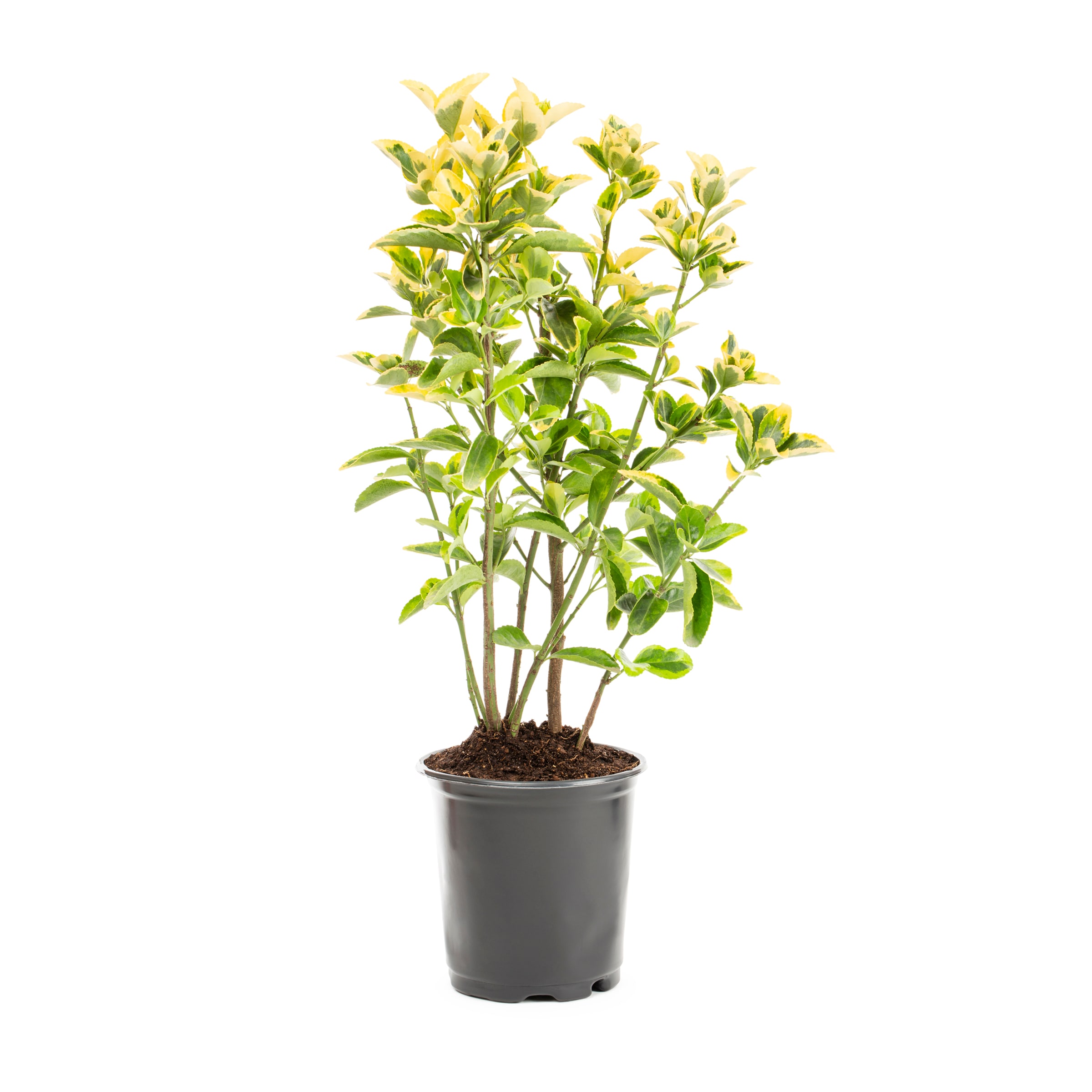 Lowe's 234001 shrubs - View #3