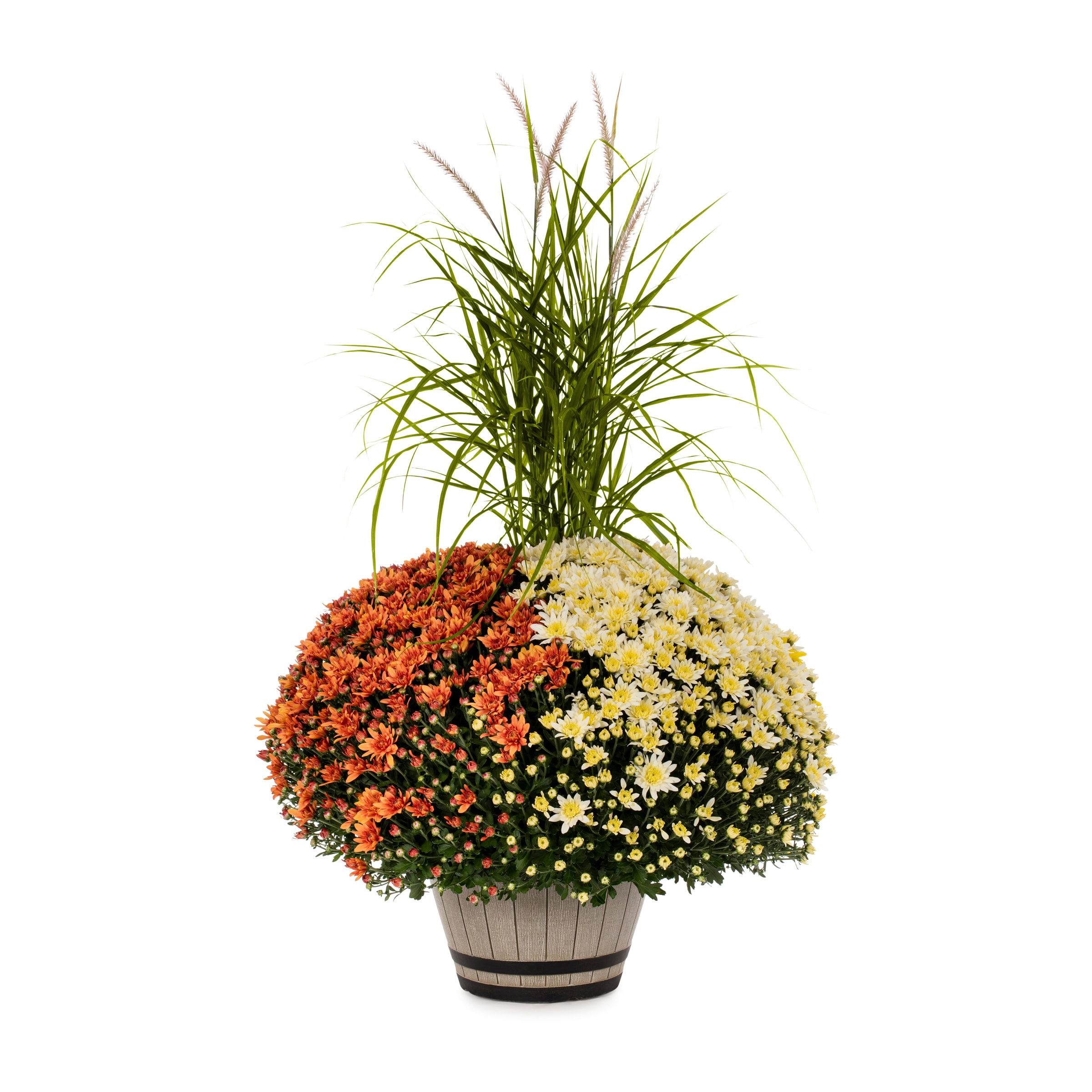 Lowe's 2417974 Multicolor Mum in 2.5 Gallon(s) Planter 1 -Pack