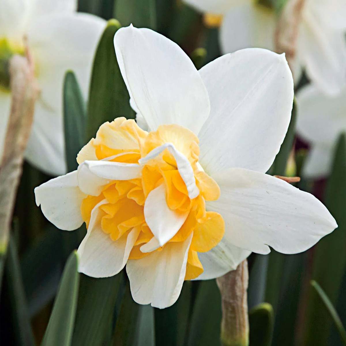 Hirt's Gardens DVSWEETDESIREDAFF Sweet Desire Double Daffodil 5 Bulbs - 14/16 cm Bulbs - NEW